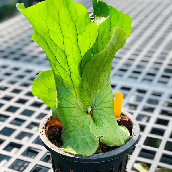 Platycerium Neptune (P. stemaria x P. elephantotis)