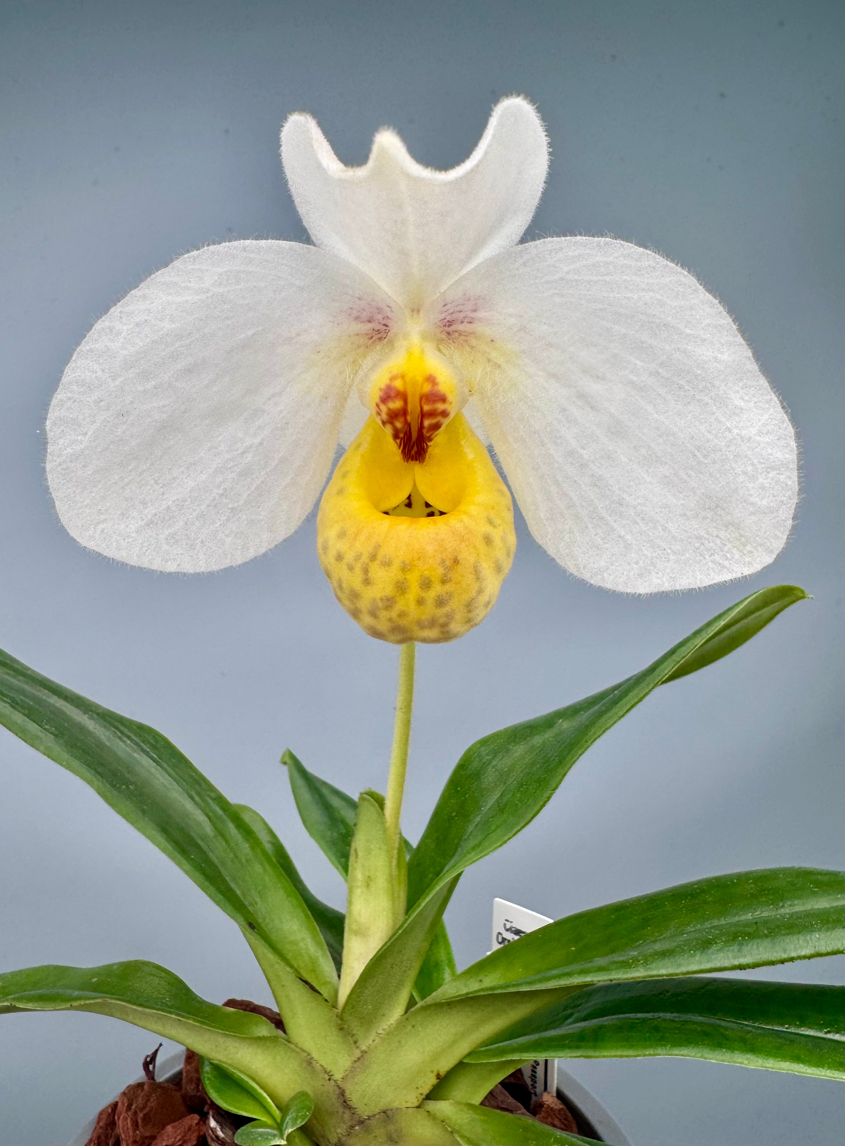 Paphiopedilum emersonii ("Select one from 2nd generation")