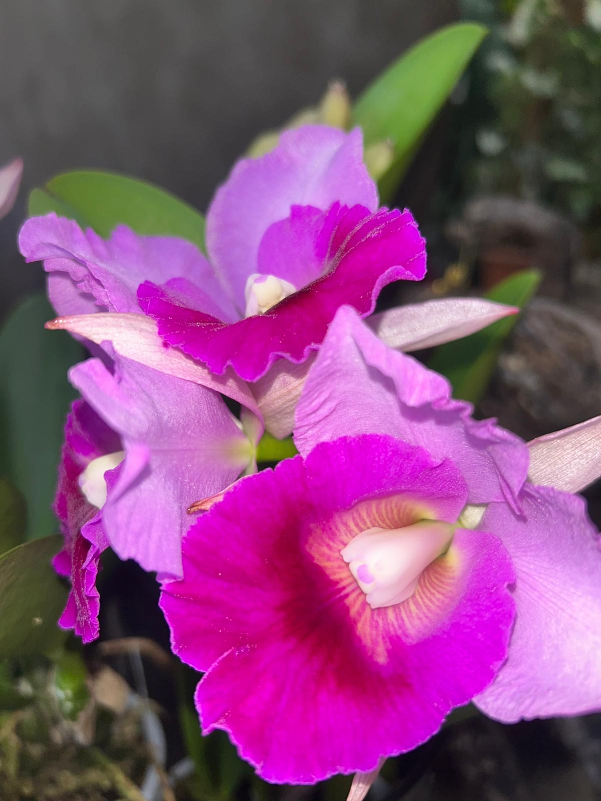 Laeliocattleya Supersonic Striking Lip