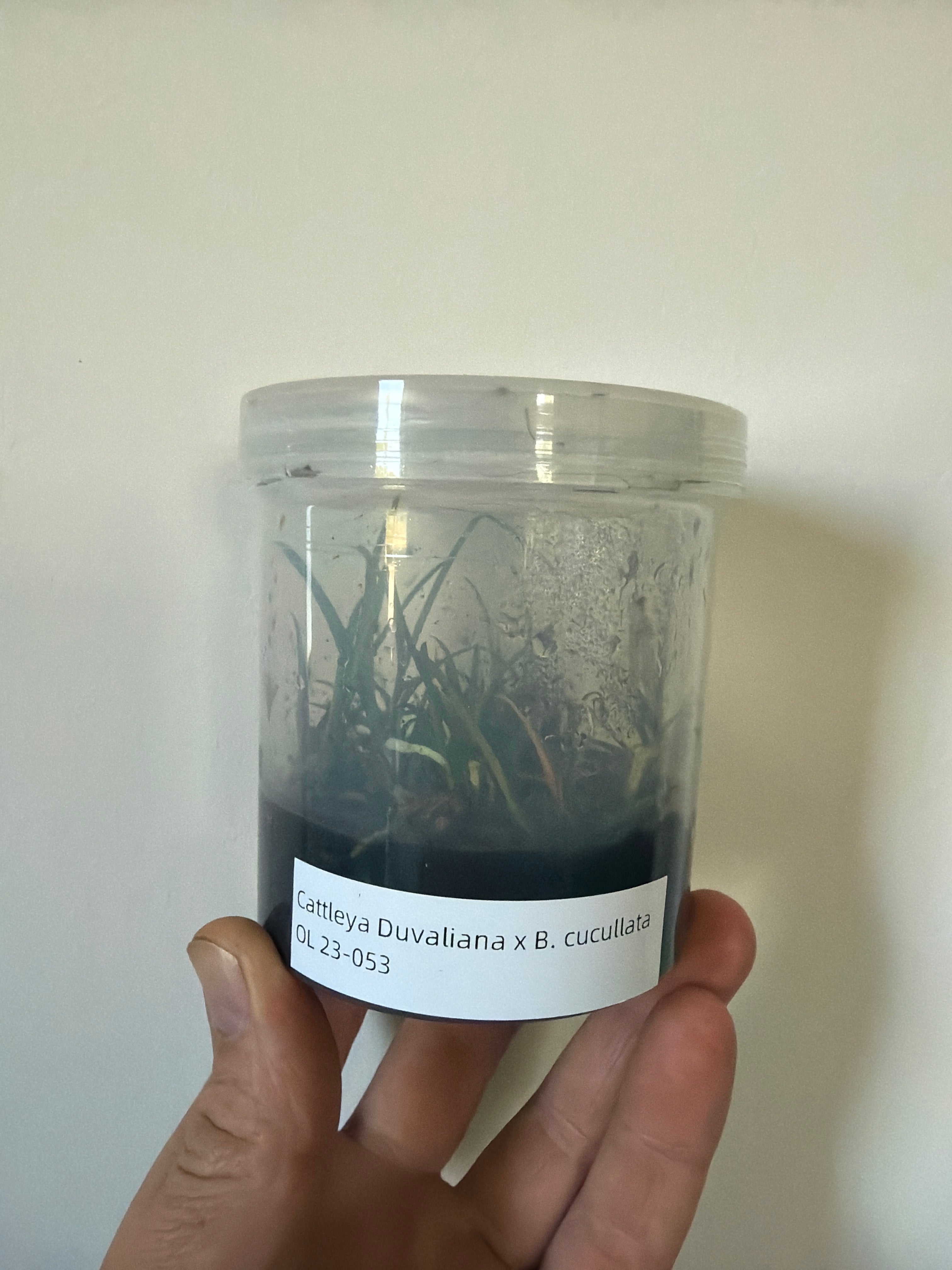 Cattleya Duvaliana x Brassavola cucullata (10 baby plants)