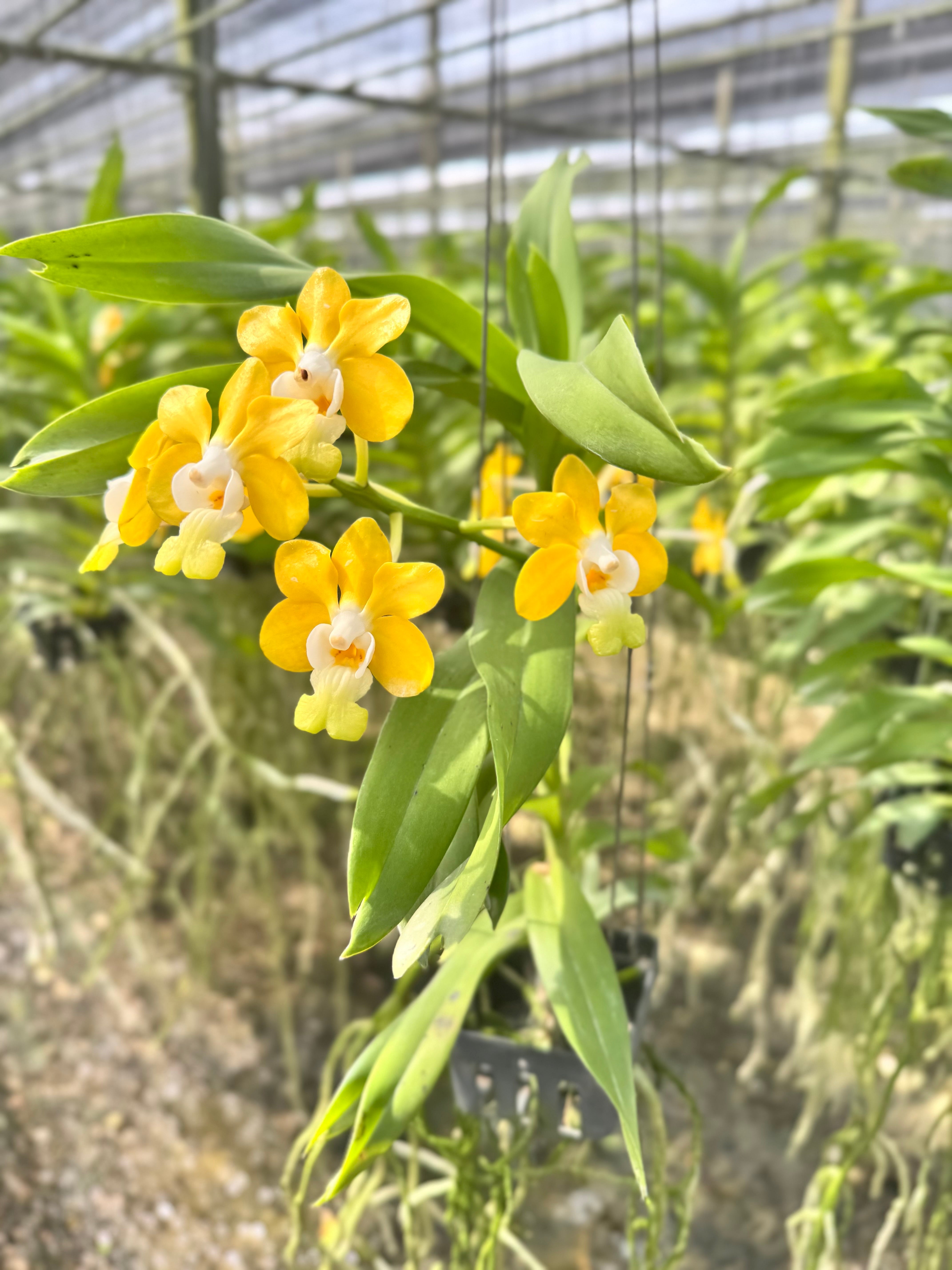 Vanda denisoniana var. Orange x Yellow