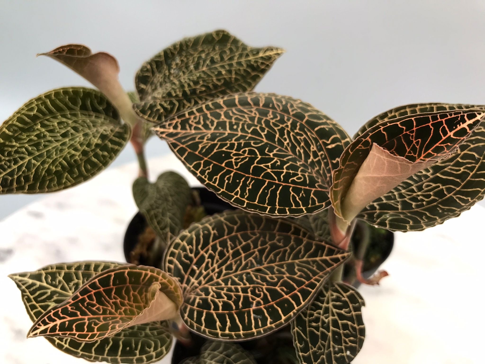 Anoectochilus roxburghii
 ‘Red’