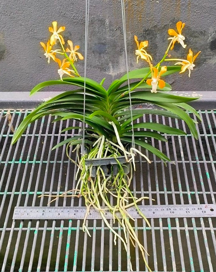 Neofinetia falcata x Vanda denisoniana (XXL plant)