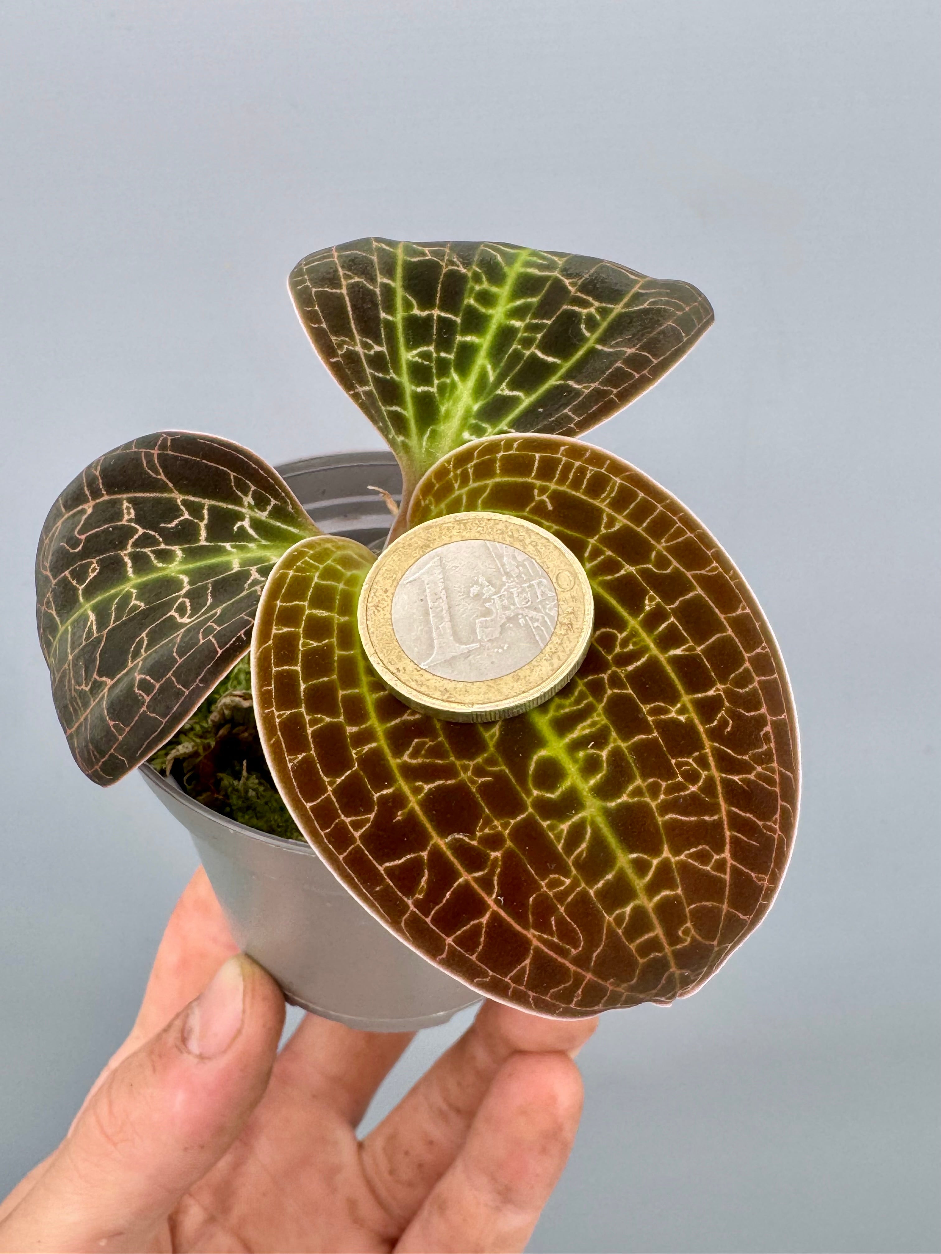 Dossinia marmorata “Big Plant”