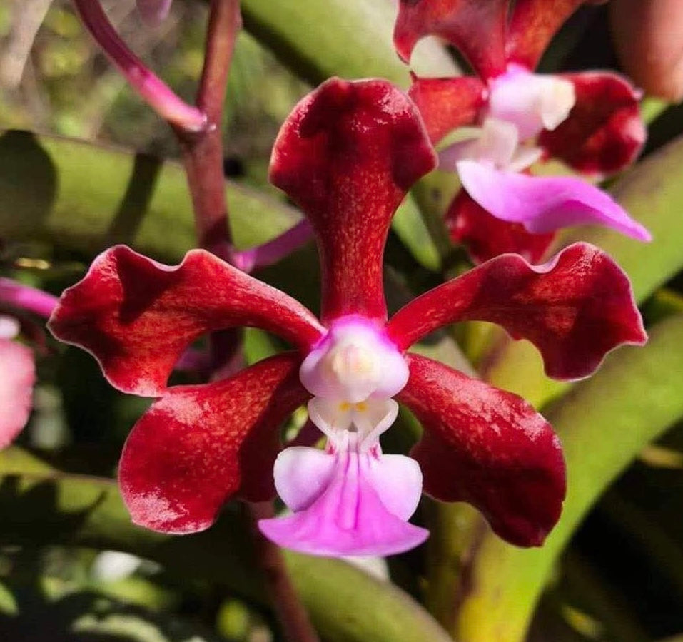 Vanda SPP Rot