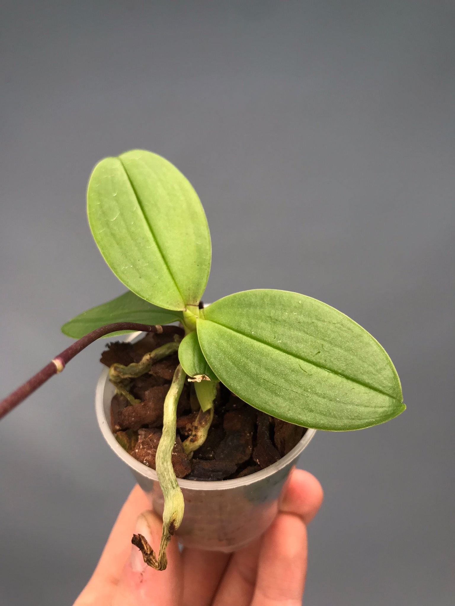 Phalaenopsis equestris "Rosa Grazer"