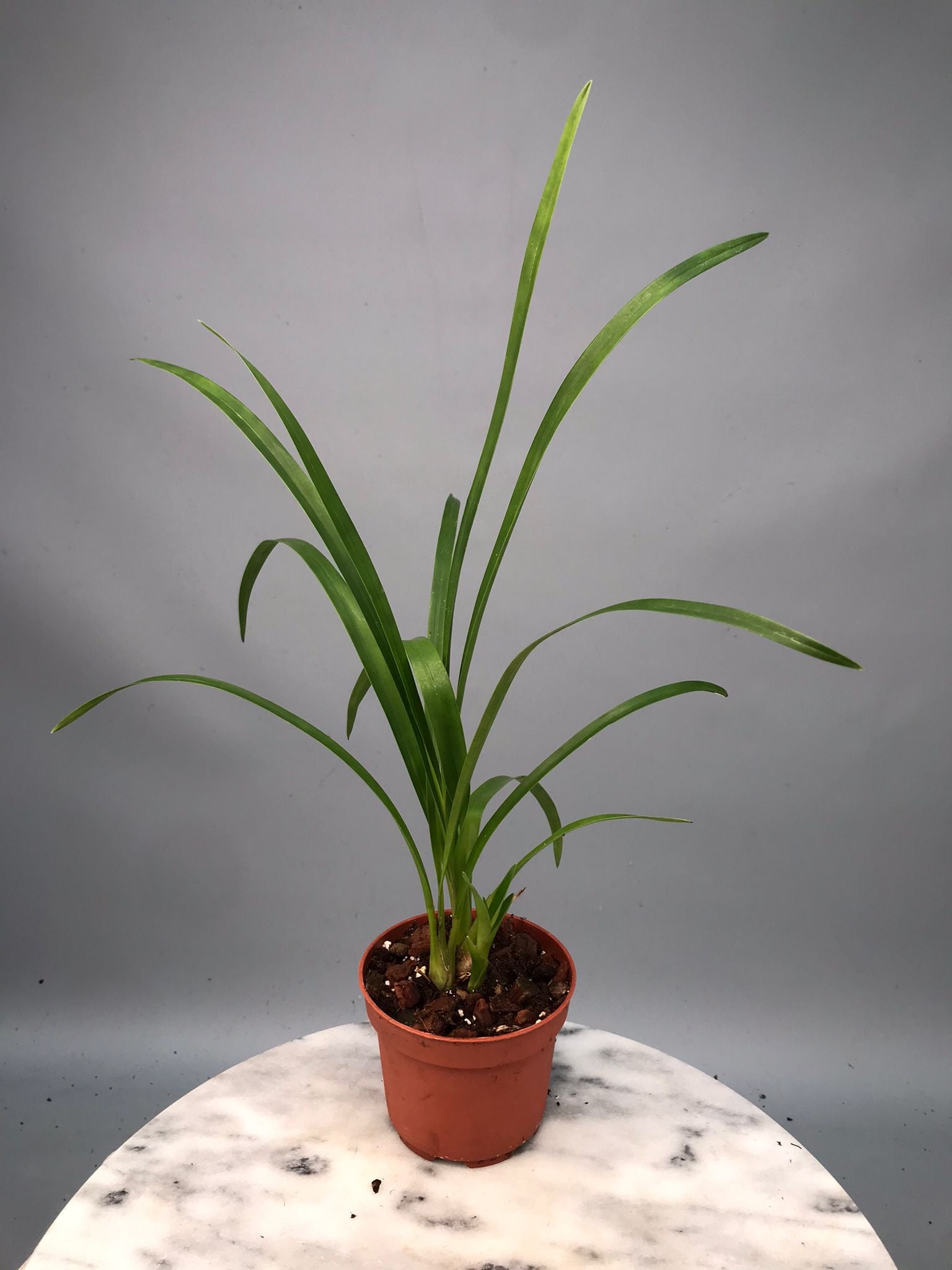 Cymbidium erythrostylum