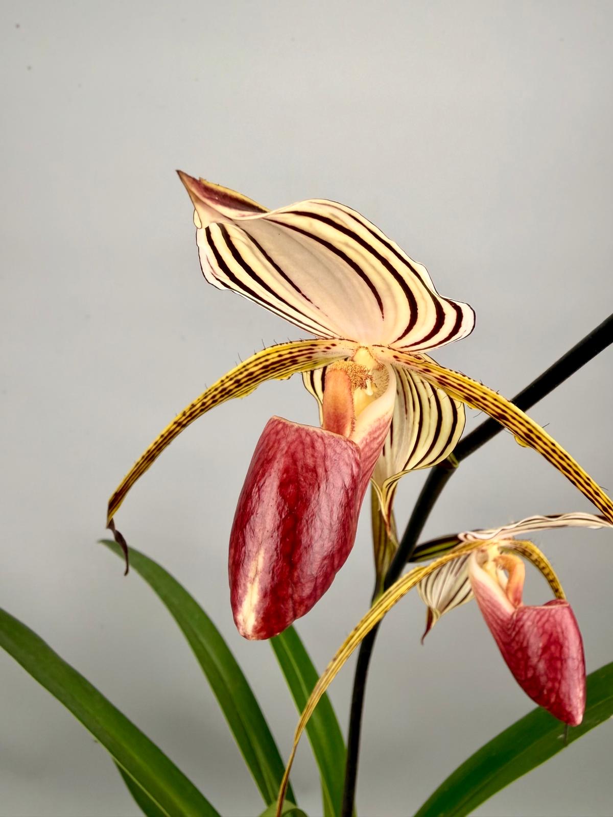 Paphiopedilum Lady Isabel ‘Big Plant’