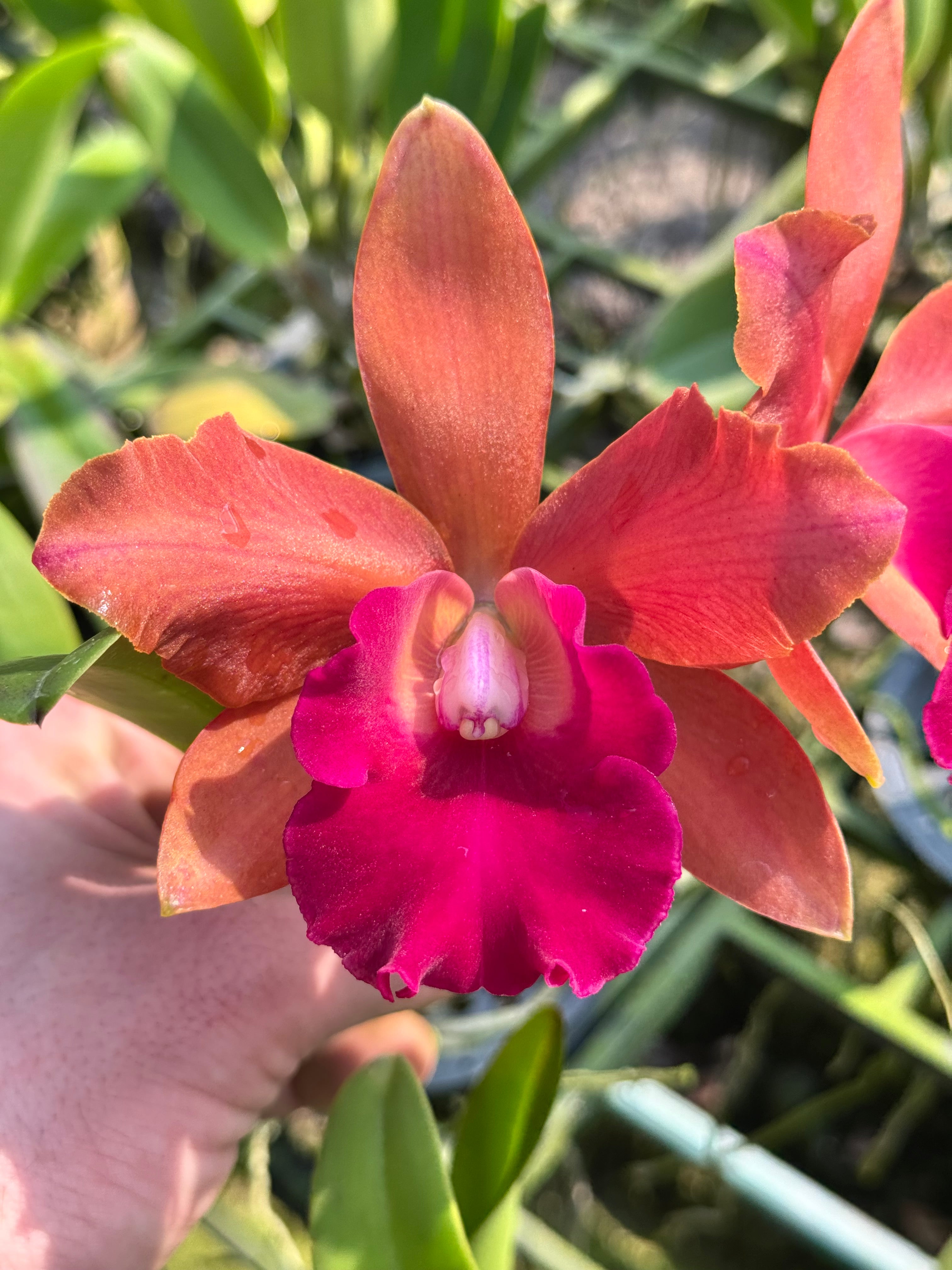 Rhyncholaeliocattleya nr J 8595