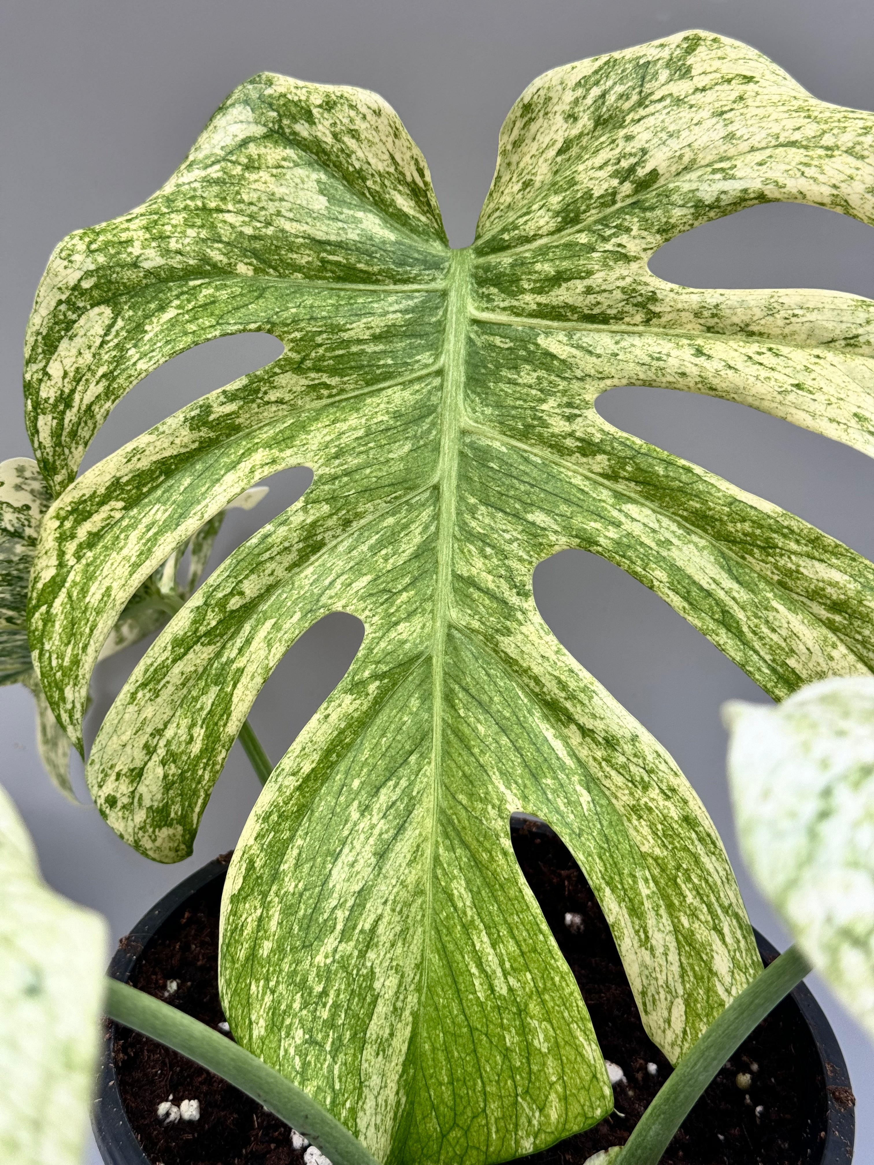 Monstera Full Mint deliciosa borsigiana Variegata 