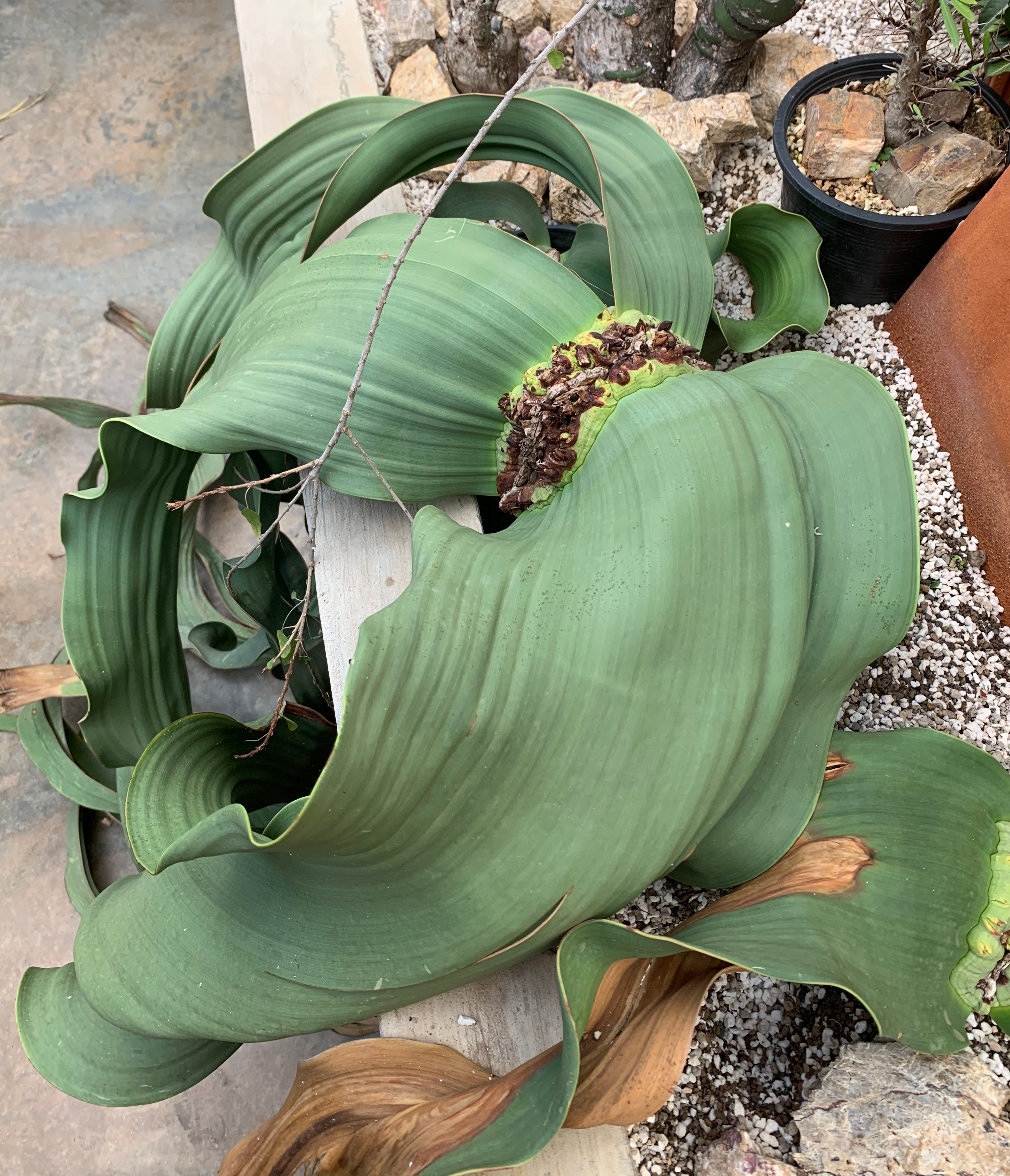 Welwitschia mirabilis