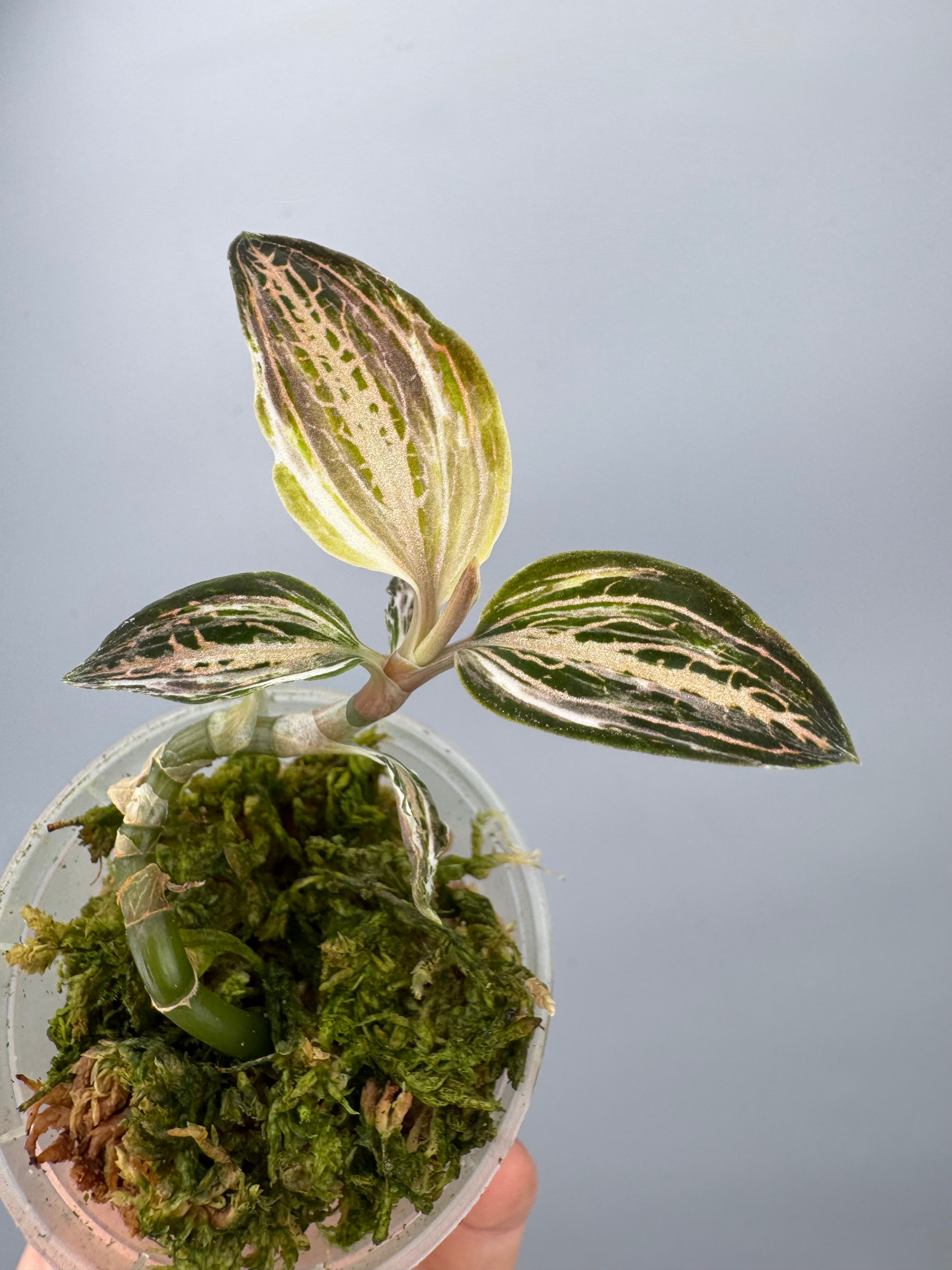 Anoectochilus reinwardtii x Ludisia discolor Variegated