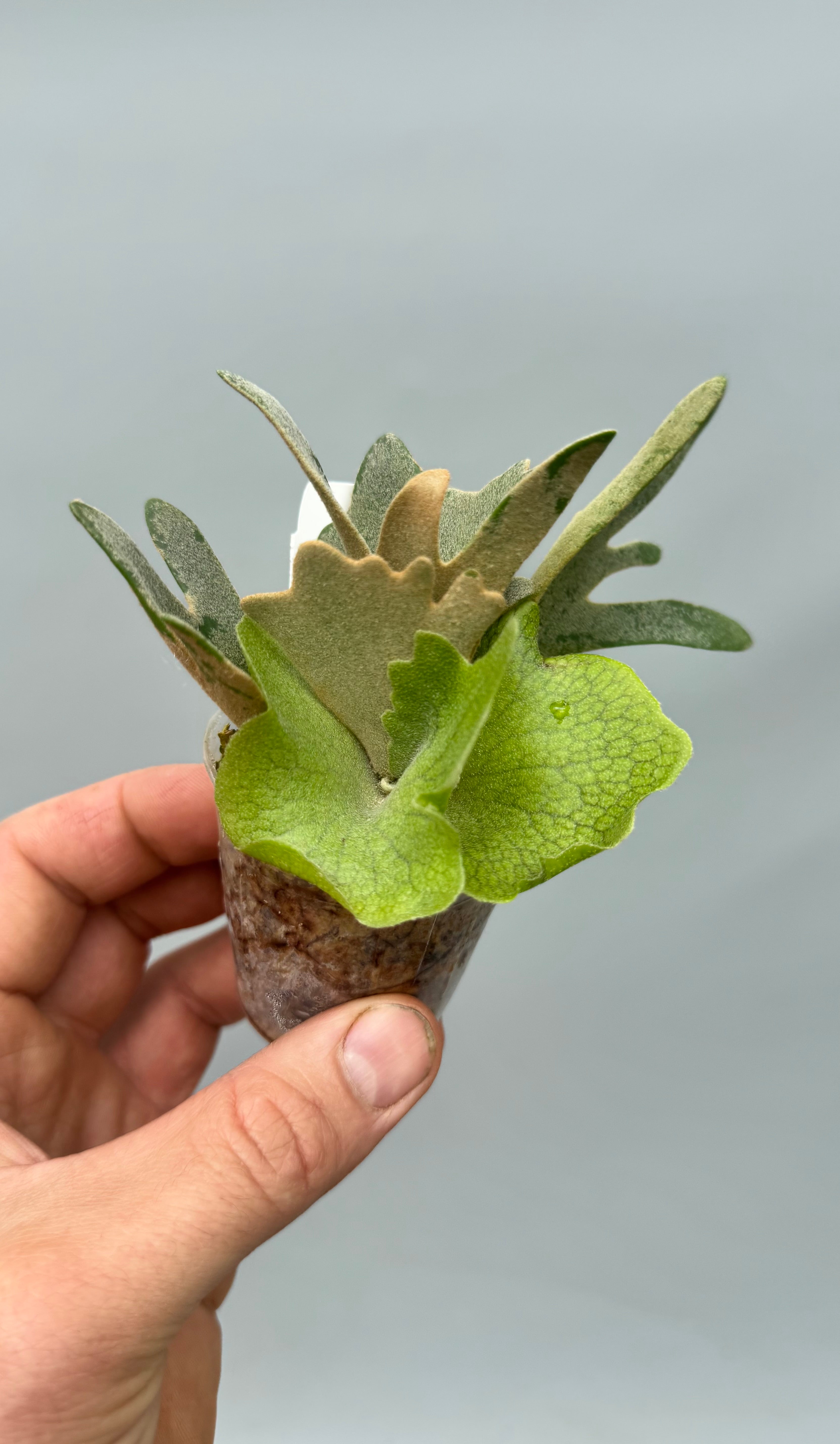 Platycerium willinckii 'Nano'