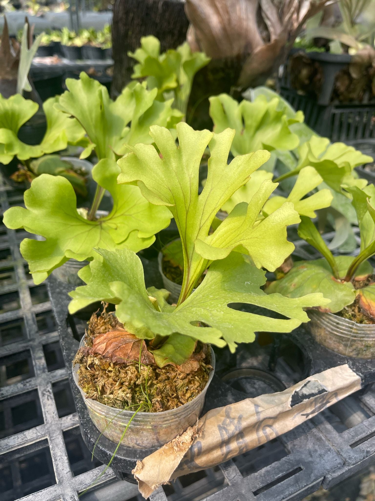 Platycerium ridleyi 'Wide Form'