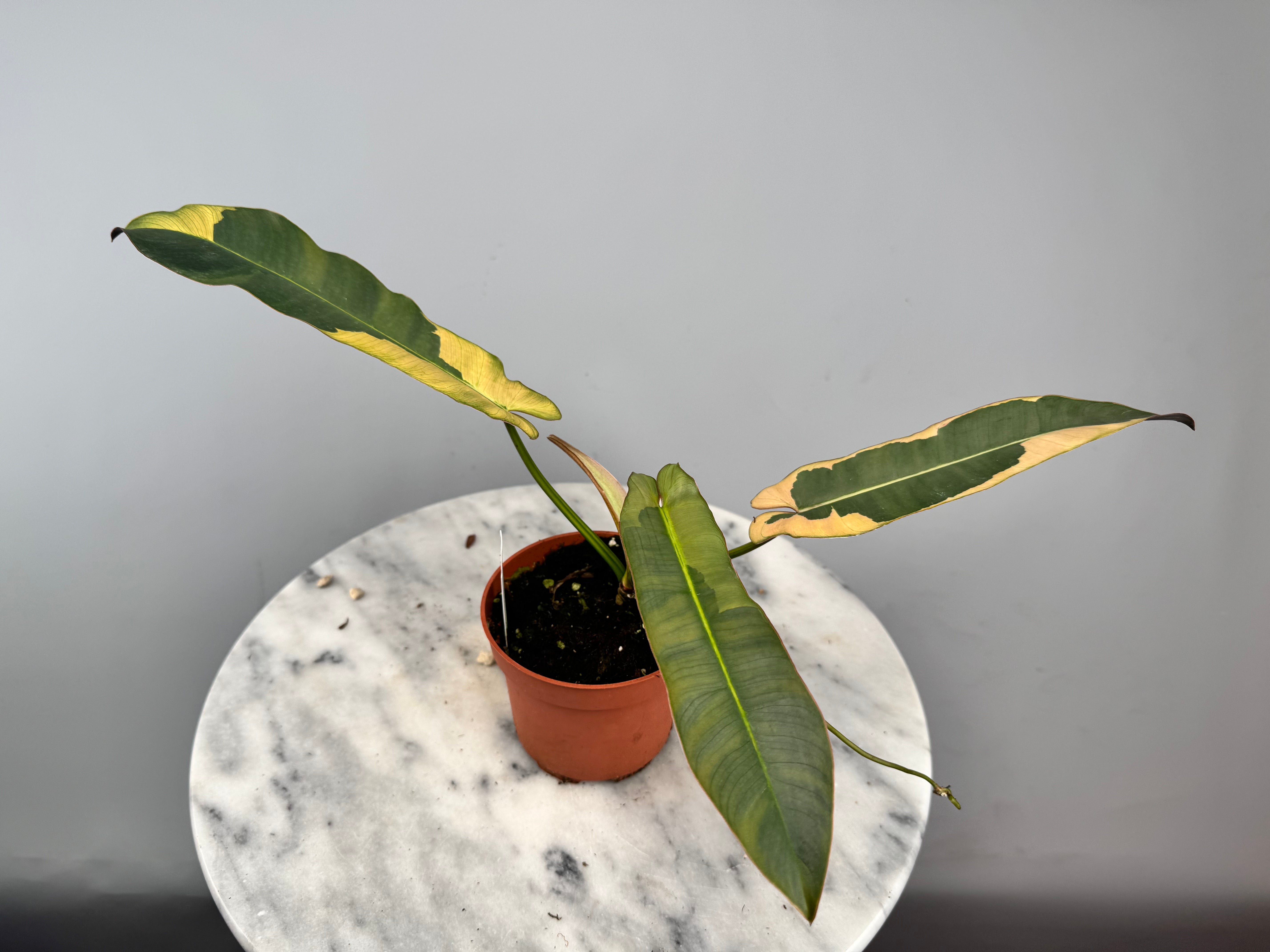 Philodendron atabapoense variegata albo