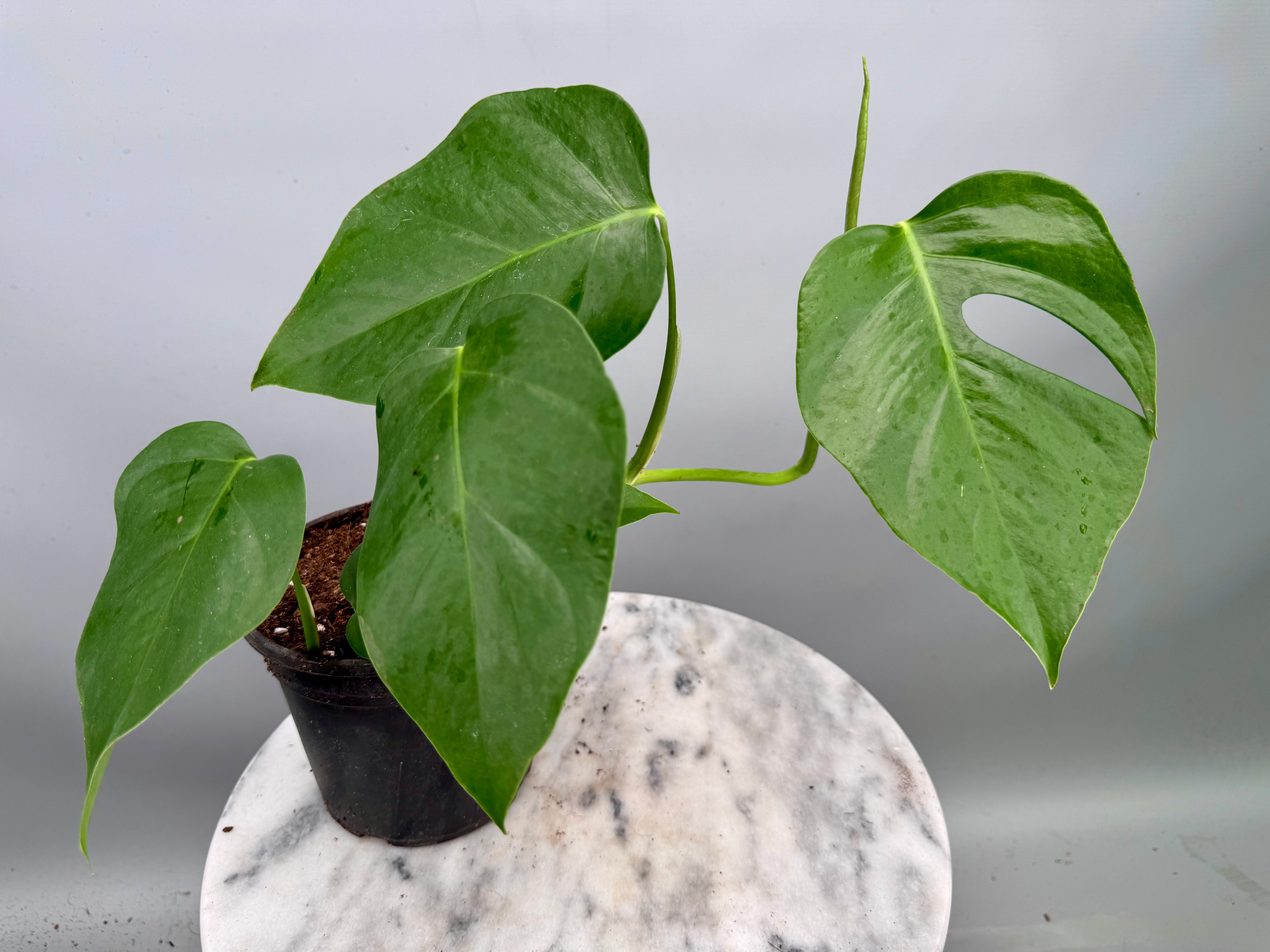 Monstera deliciosa var sierrana (Leaf Cutting)