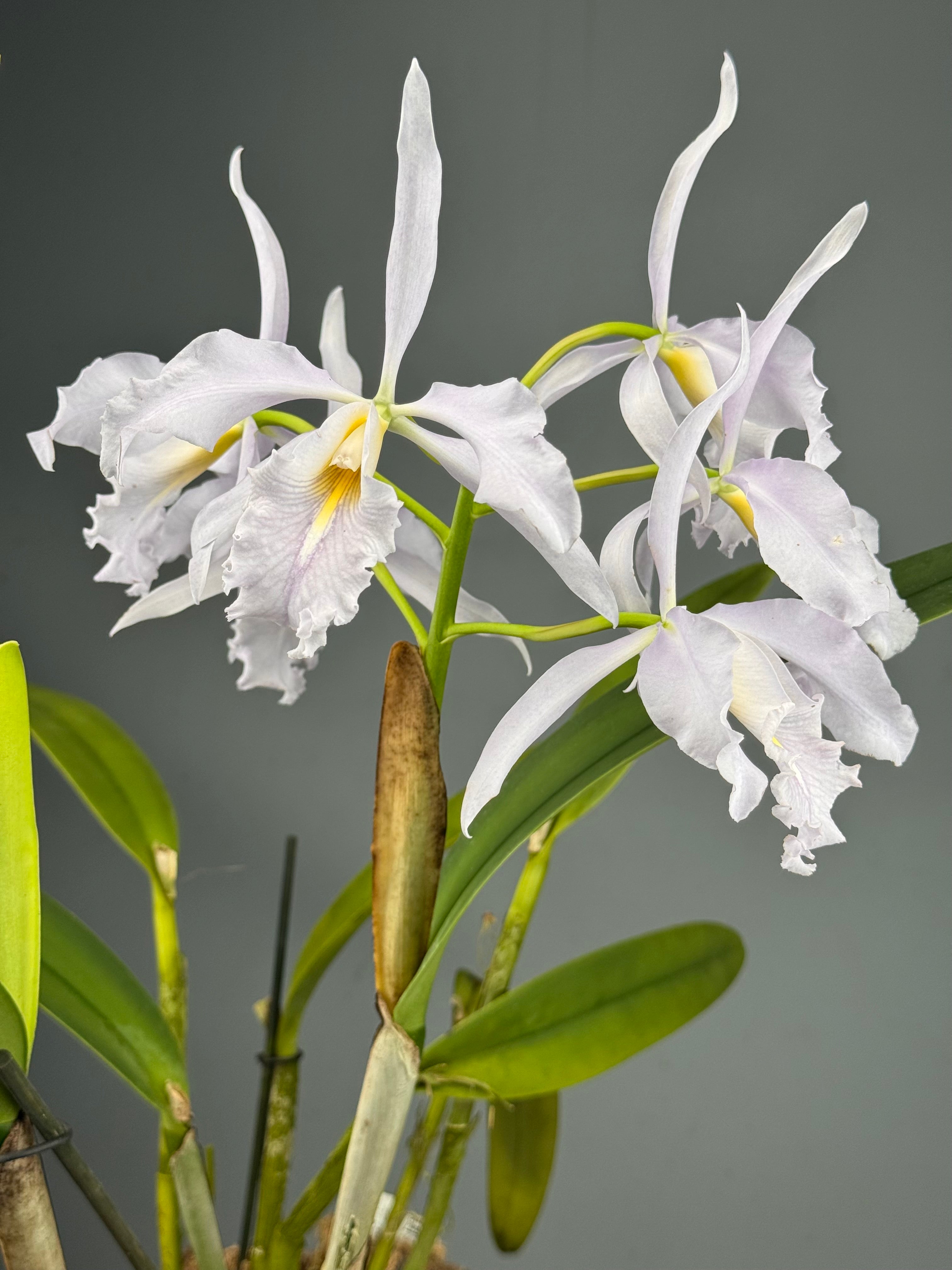 Cattleya maxima var. Coerulea (Big) Selection 1