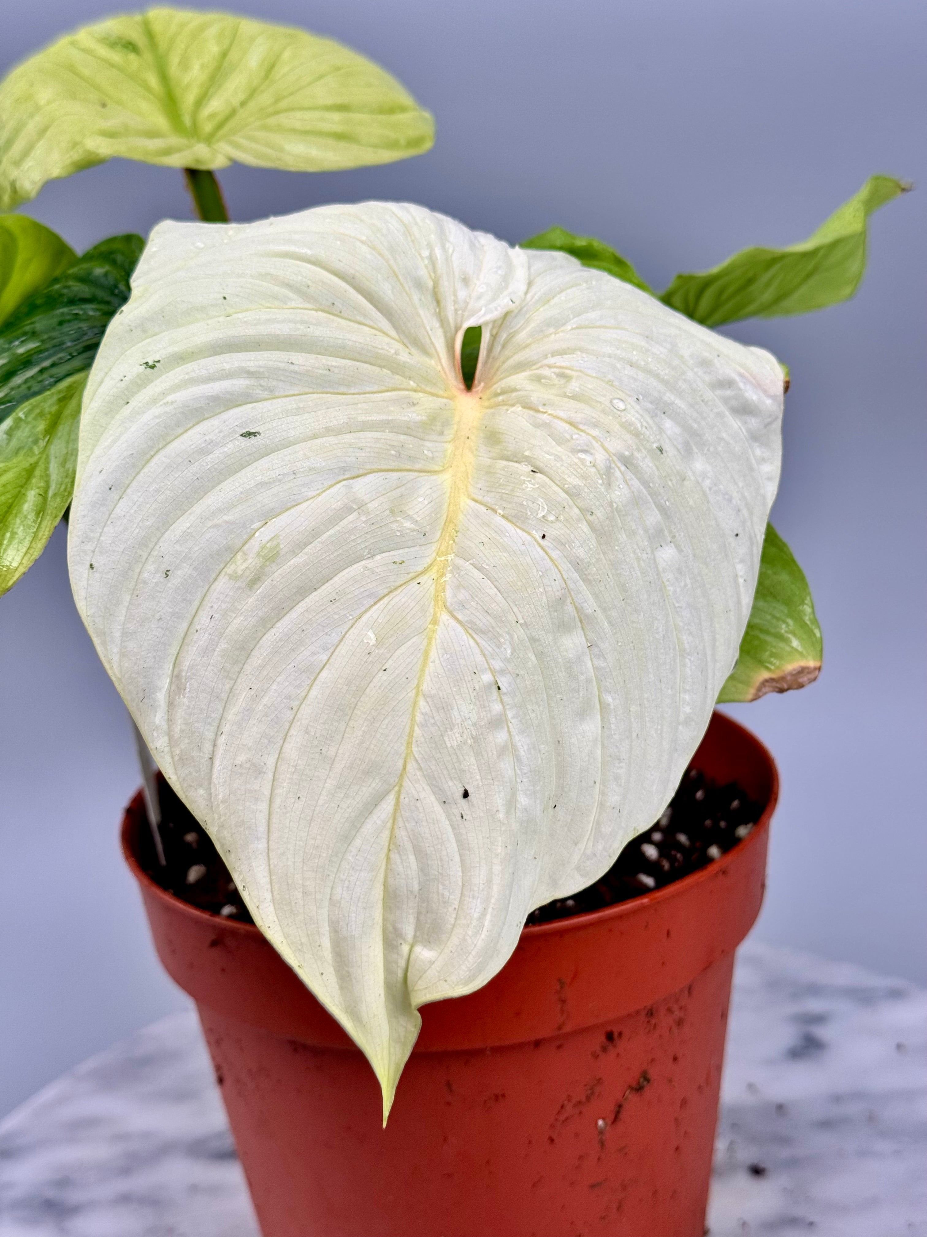 Philodendron mamei variegata mint (8 Leaves) (Nr1)