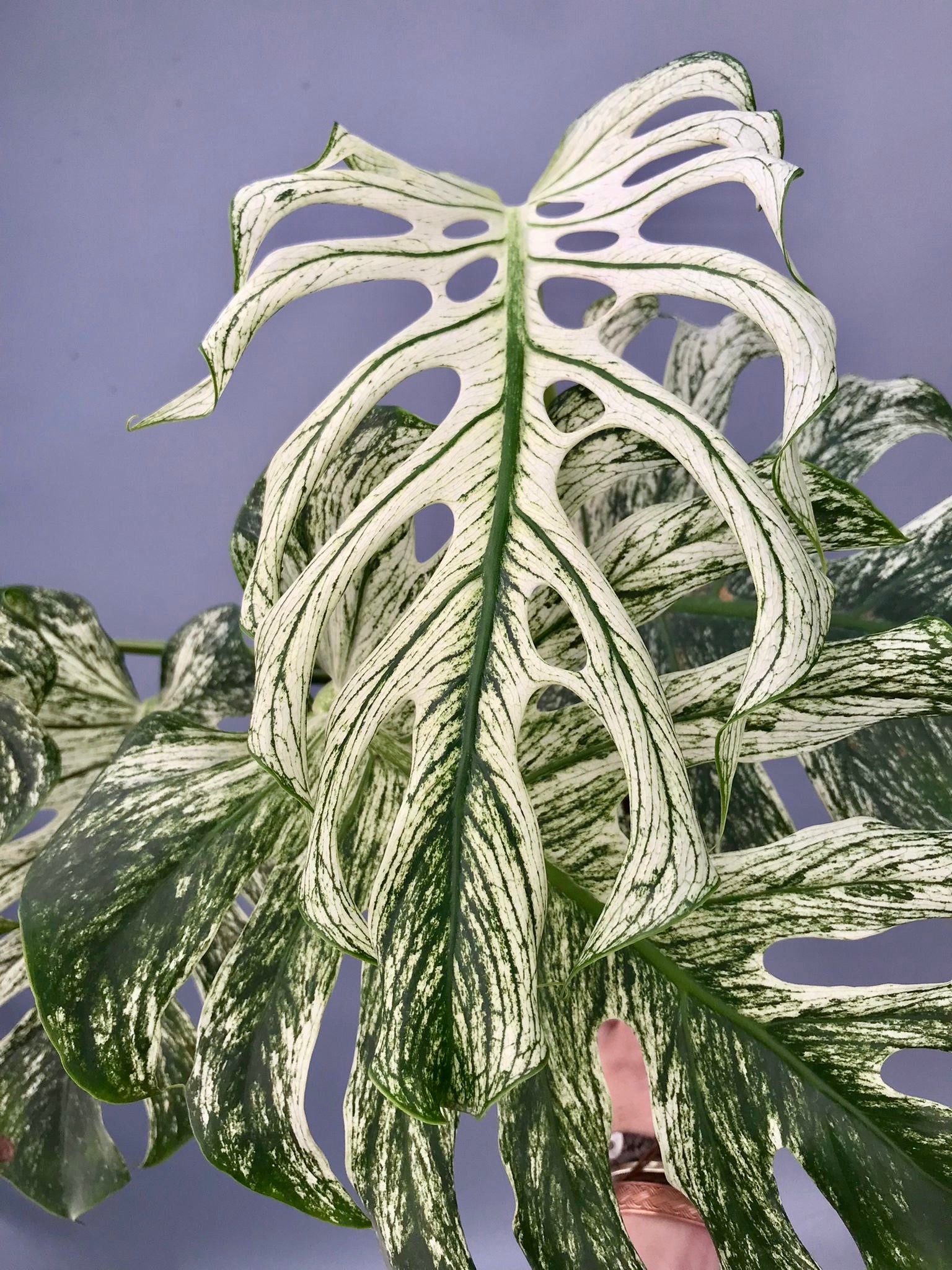 Monstera ‘Devil Monster’ Nr 2