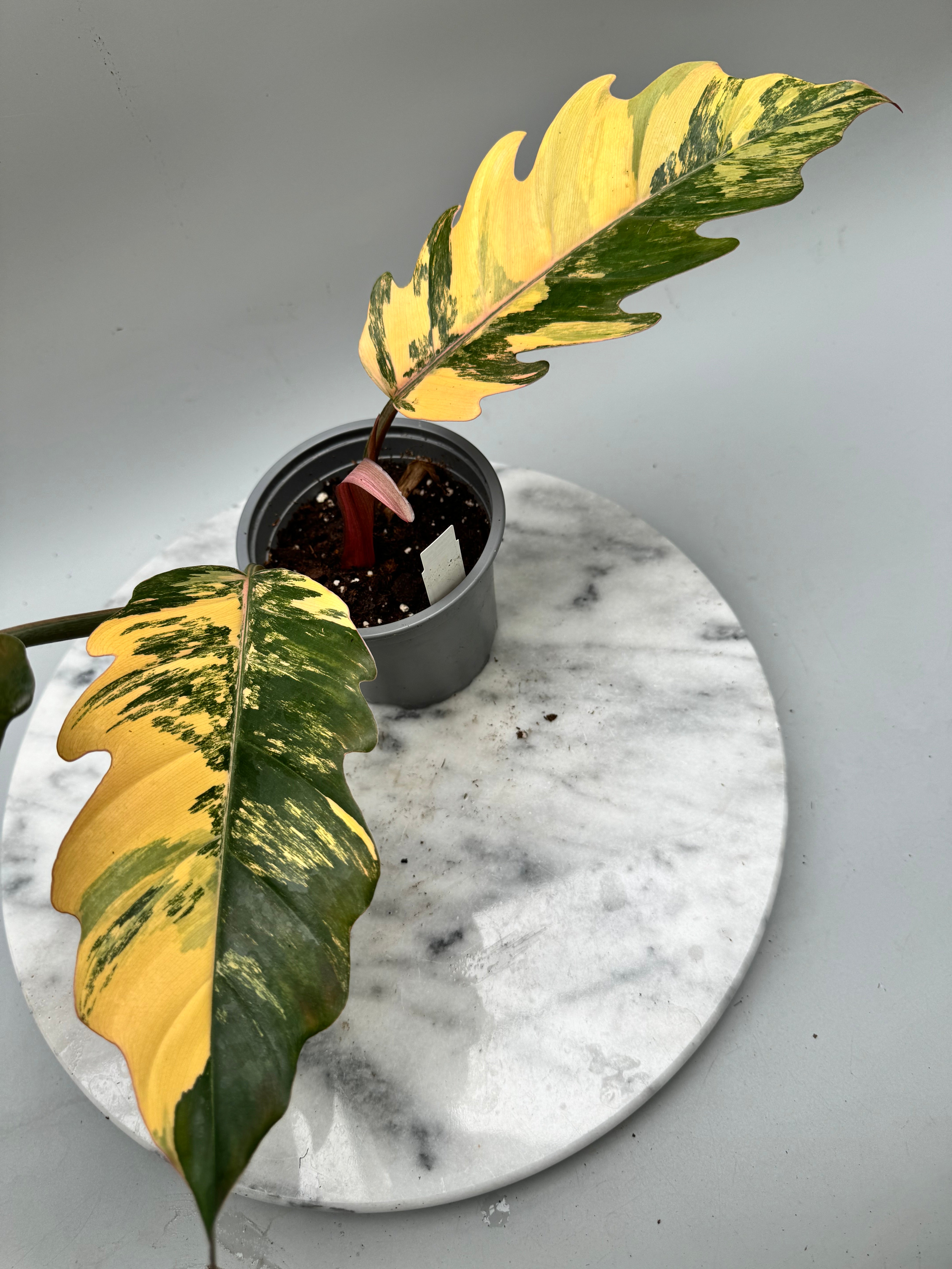 Philodendron Caramel Marble (Nr 2)