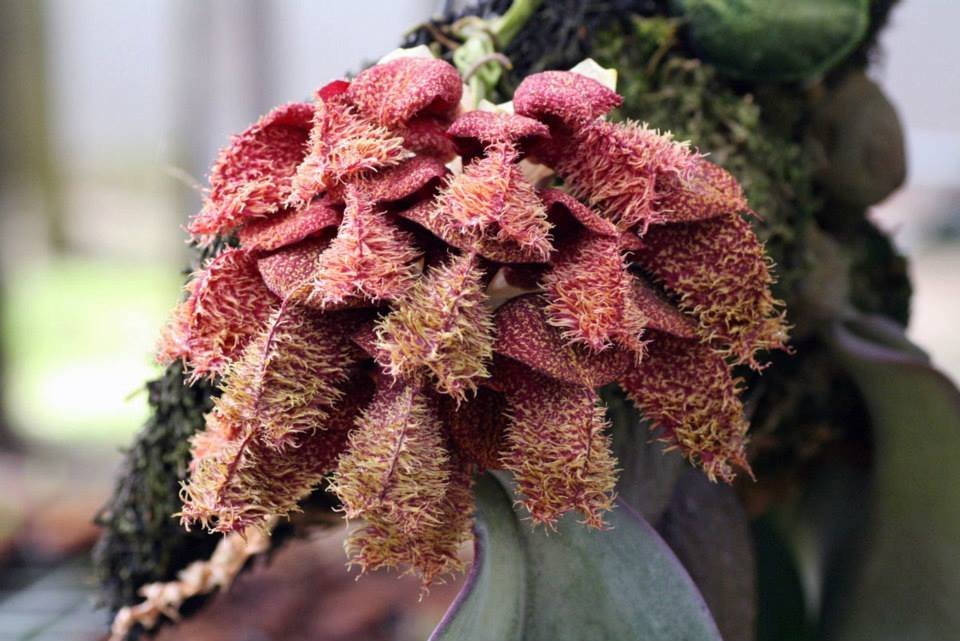 Bulbophyllum phalaenopsis (Big Plant)