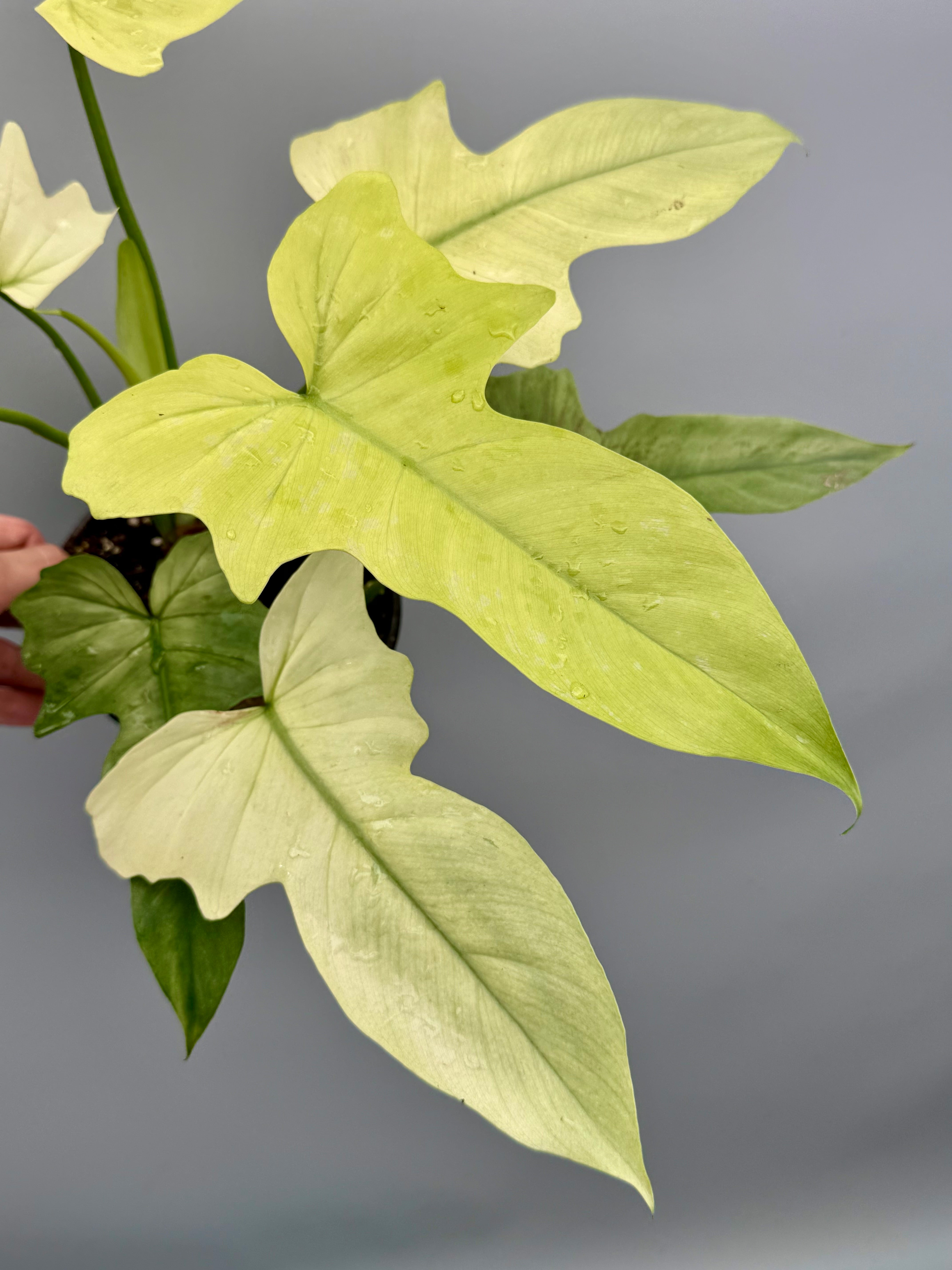 Philodendron Golden Dragon variegated ‘Ocean Mint’