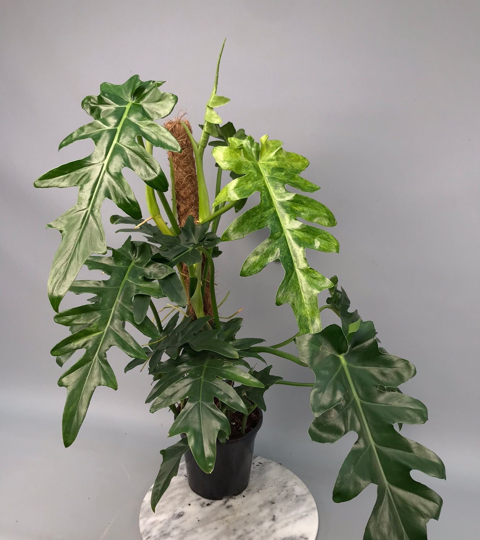 Philodendron Bob Cee variegated XXL
