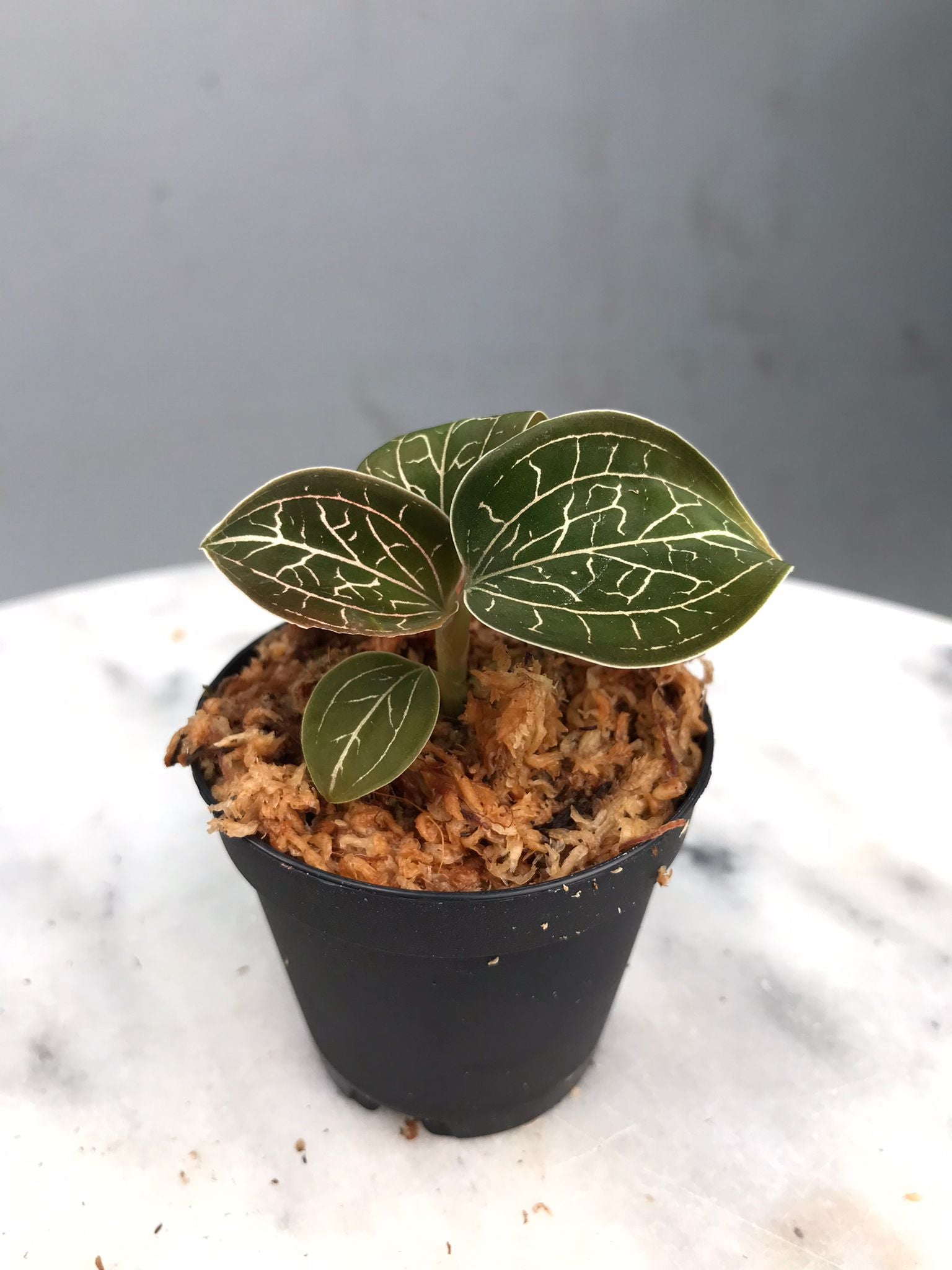 Anoectochilus chapaensis