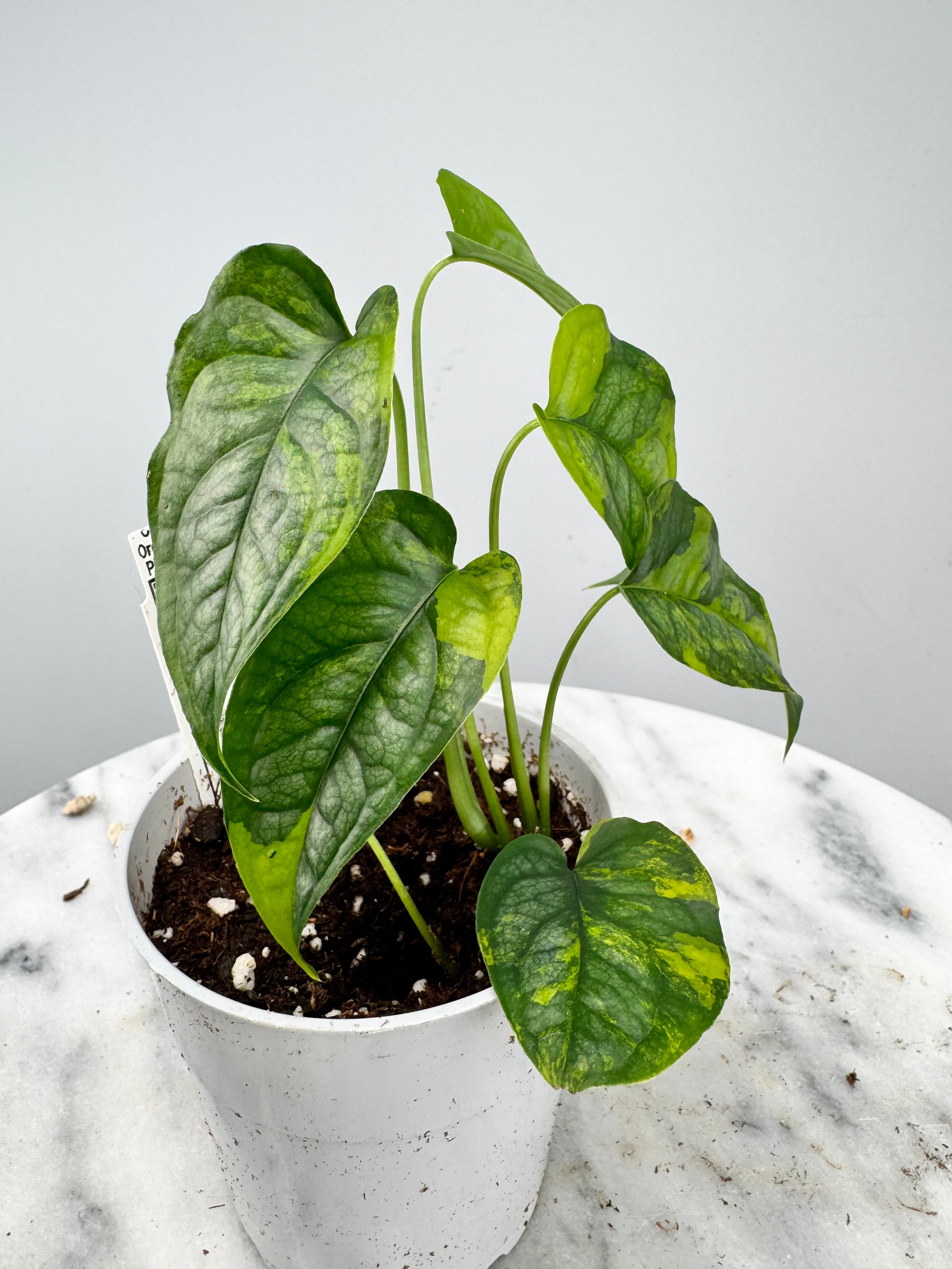 Monstera siltepecana variegated (1 Leaf Cutting)