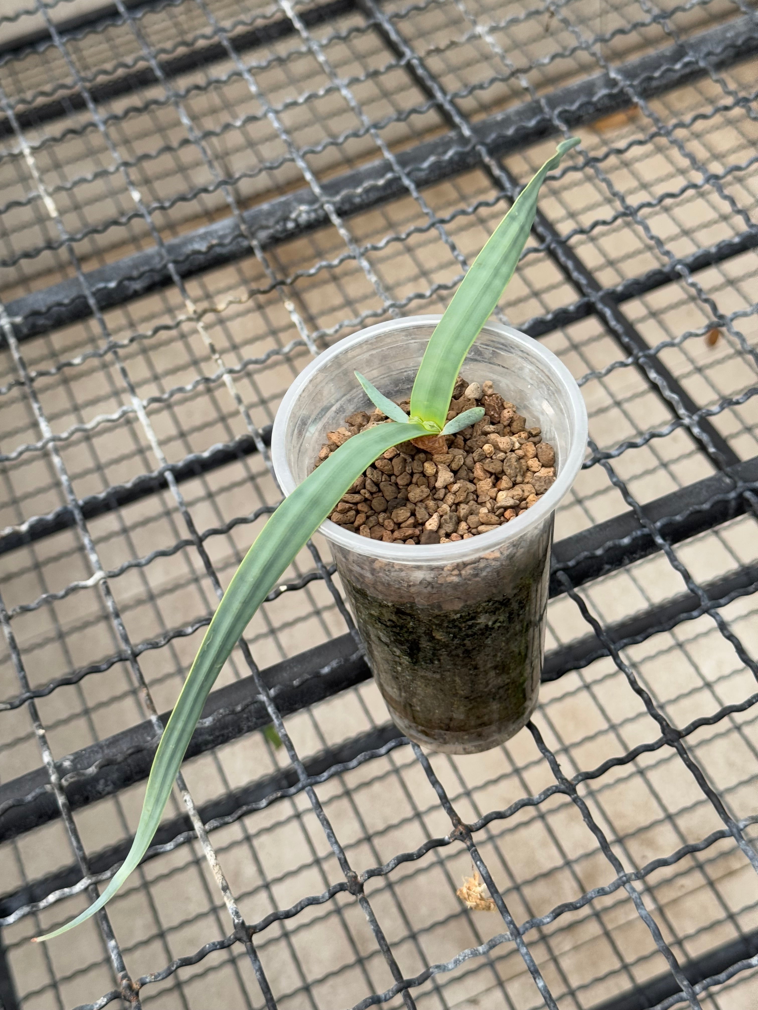 Welwitschia mirabilis