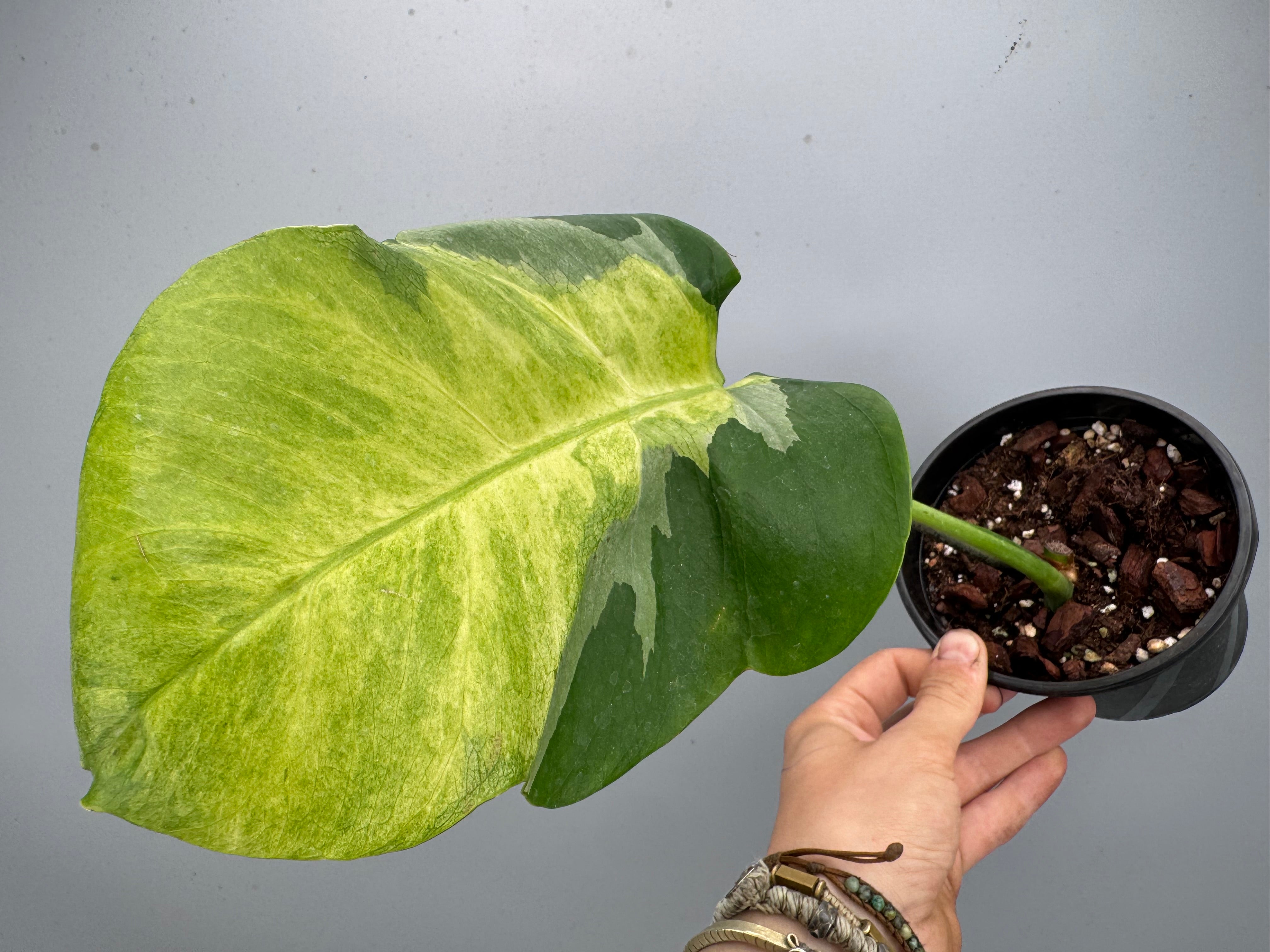 Monstera White Lava 'Lalamove' nr 1.2 ( 1 Leaf Cutting)