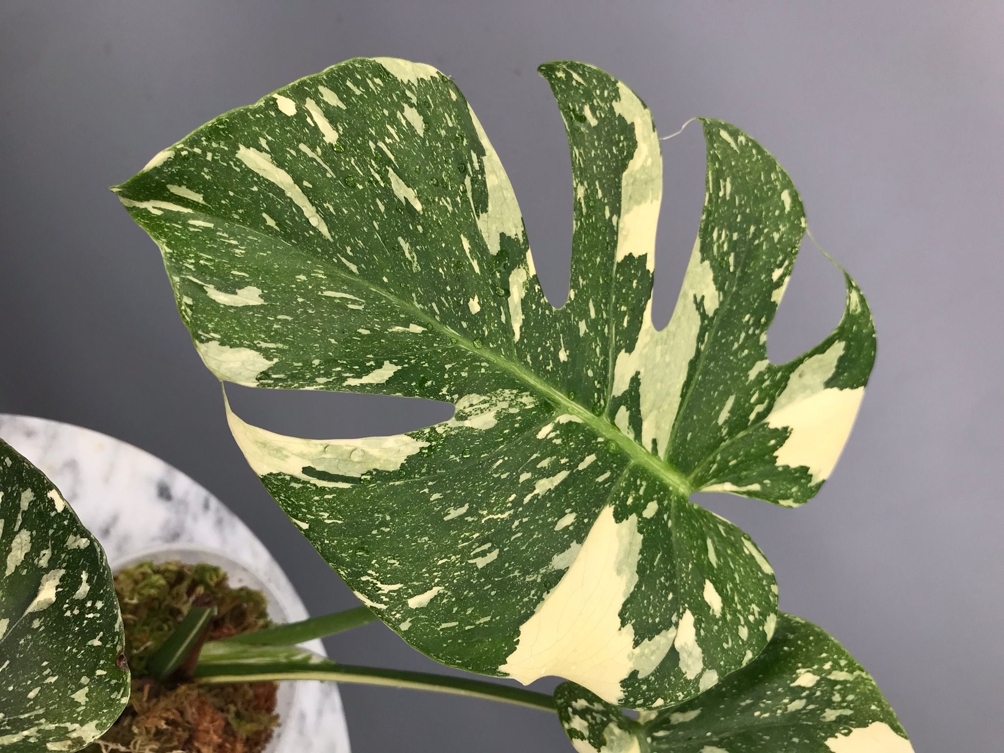 Monstera White snow  nr 1