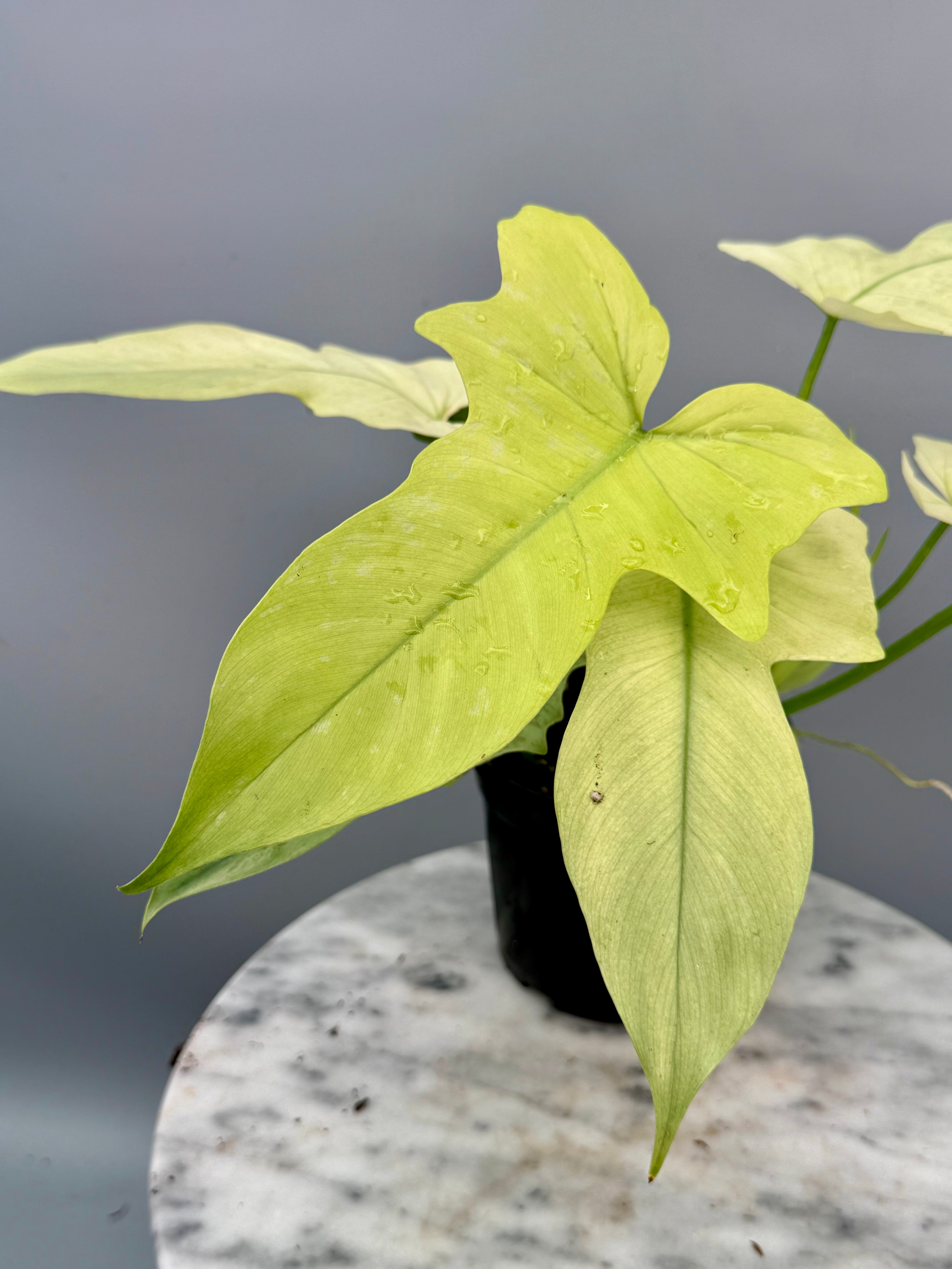 Philodendron Golden Dragon variegated ‘Ocean Mint’