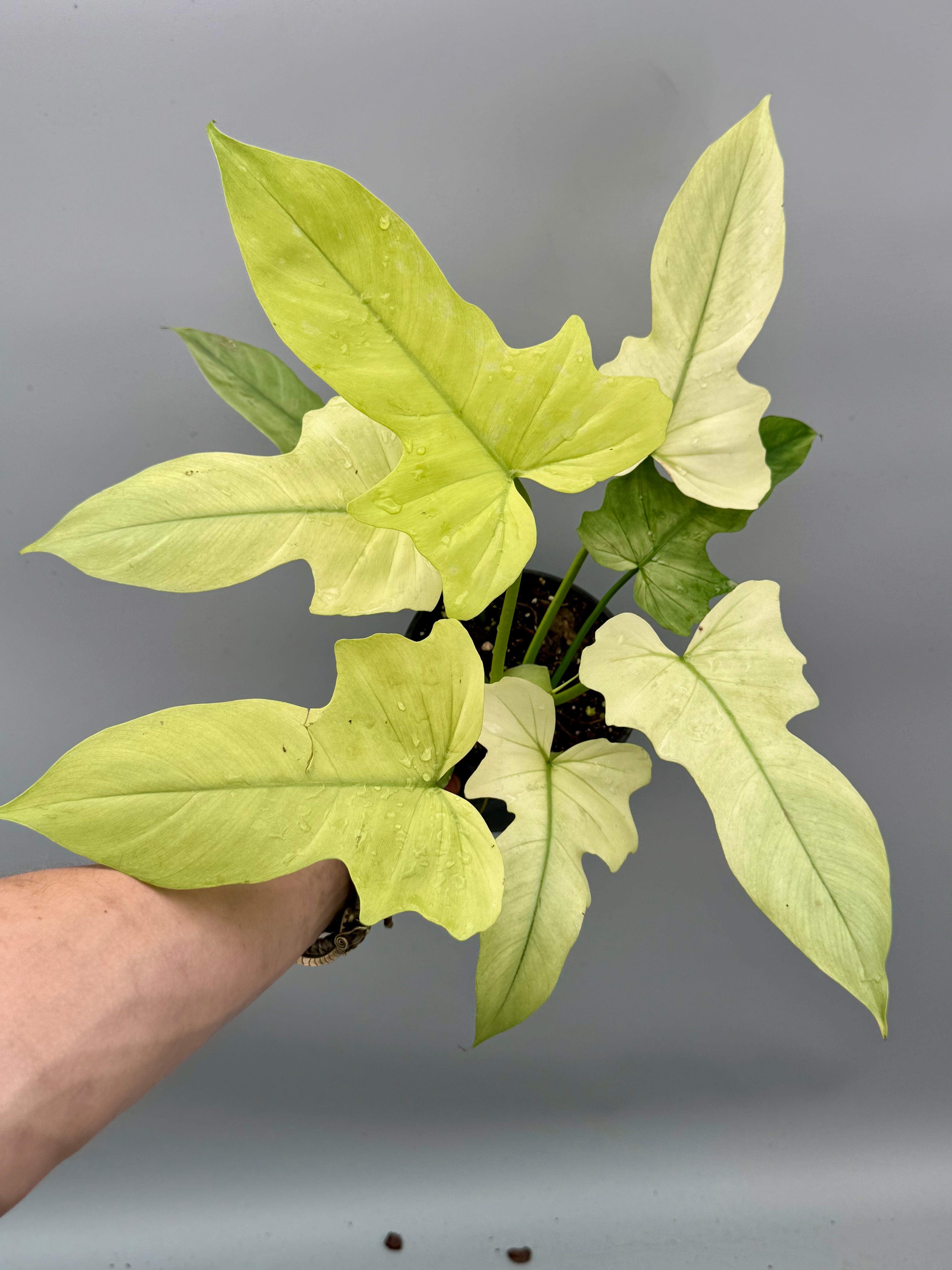 Philodendron Golden Dragon variegated ‘Ocean Mint’
