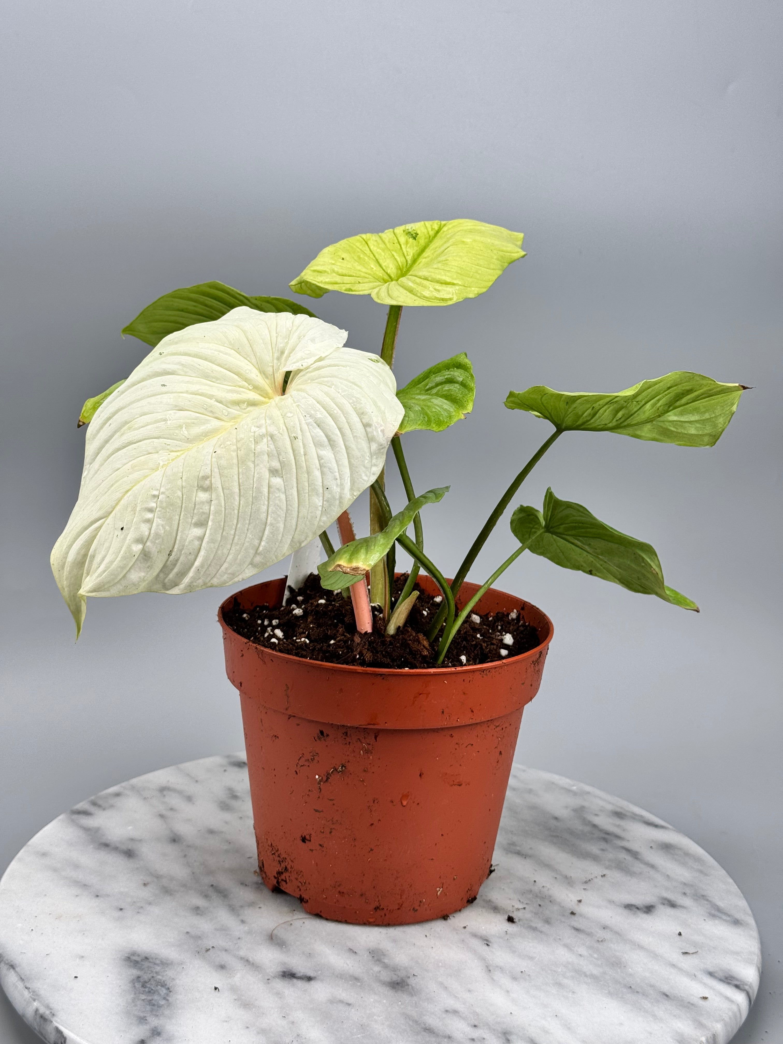 Philodendron mamei variegata mint