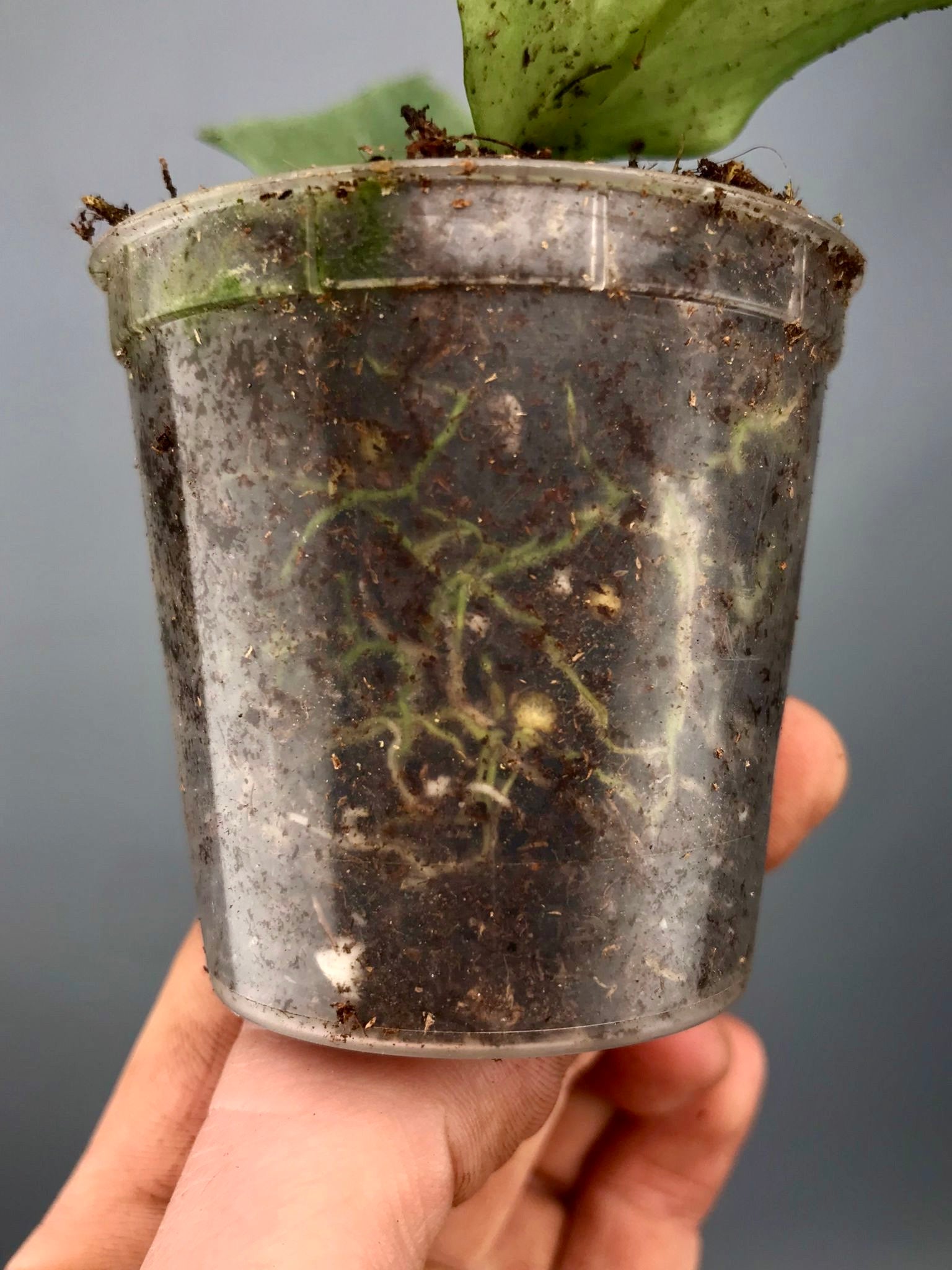 Hoya Polyneura ‘FULL SILVER’ (Fish-Tail Hoya)