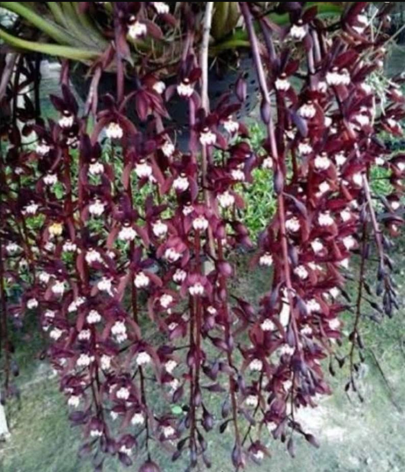 Cymbidium atropurpureum