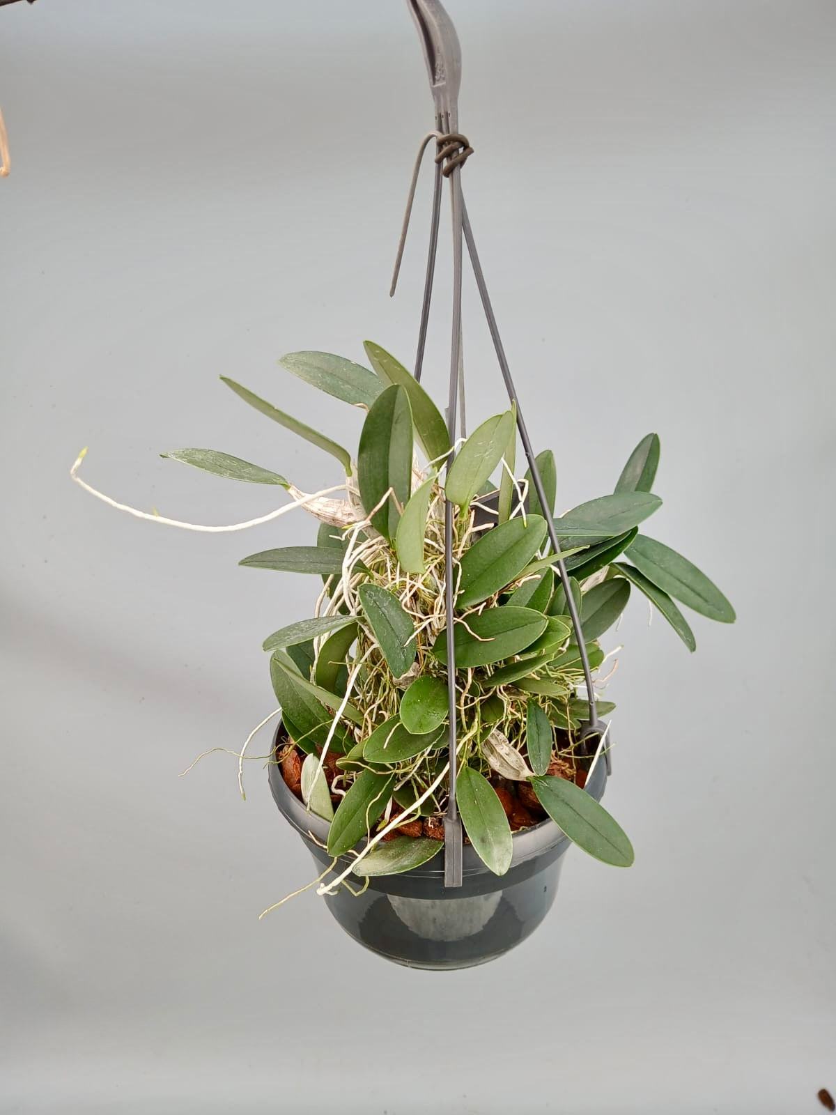 Dendrobium lindleyii ‘Big Plant’