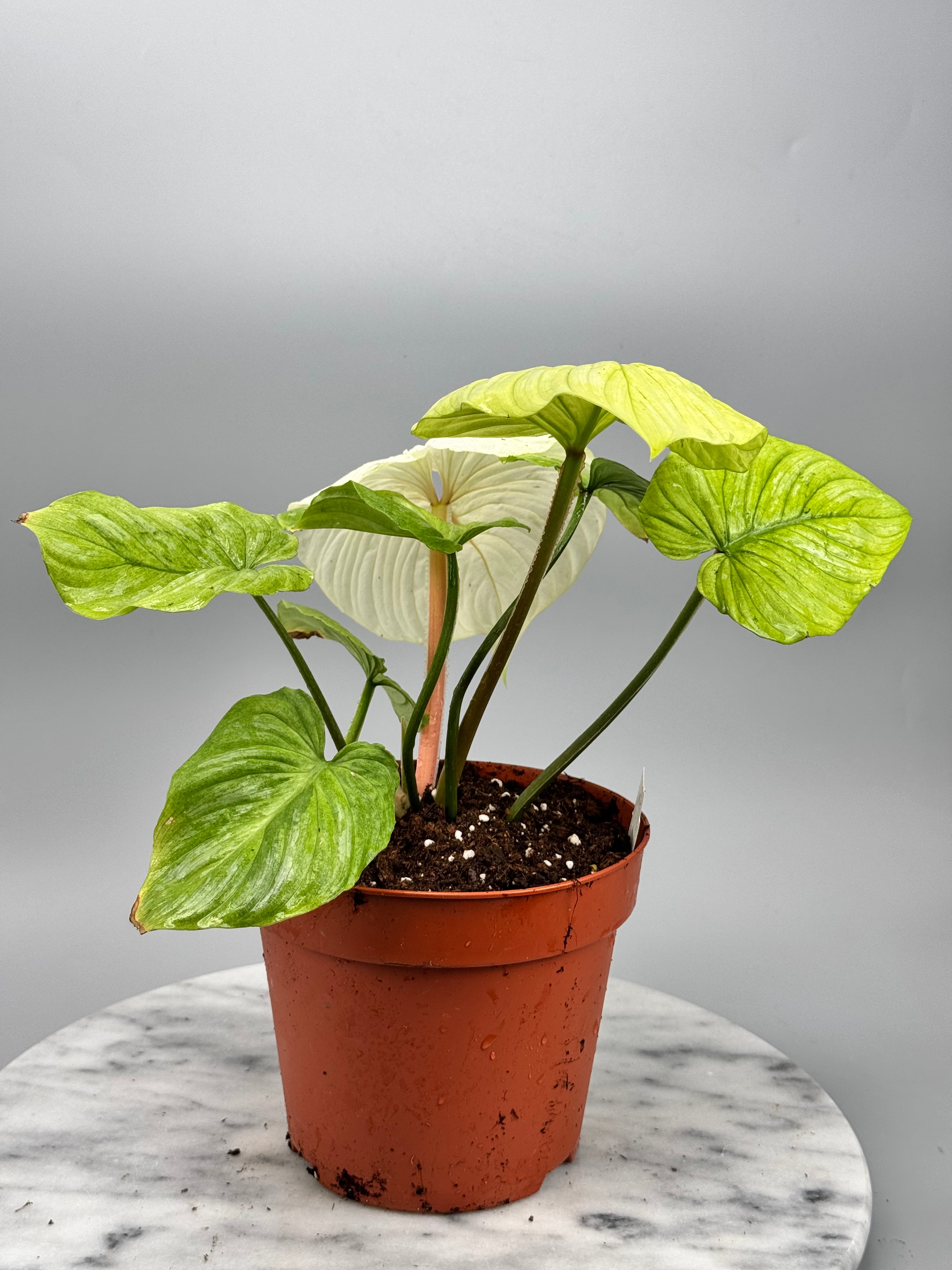 Philodendron mamei variegata mint (8 Leaves) (Nr1)