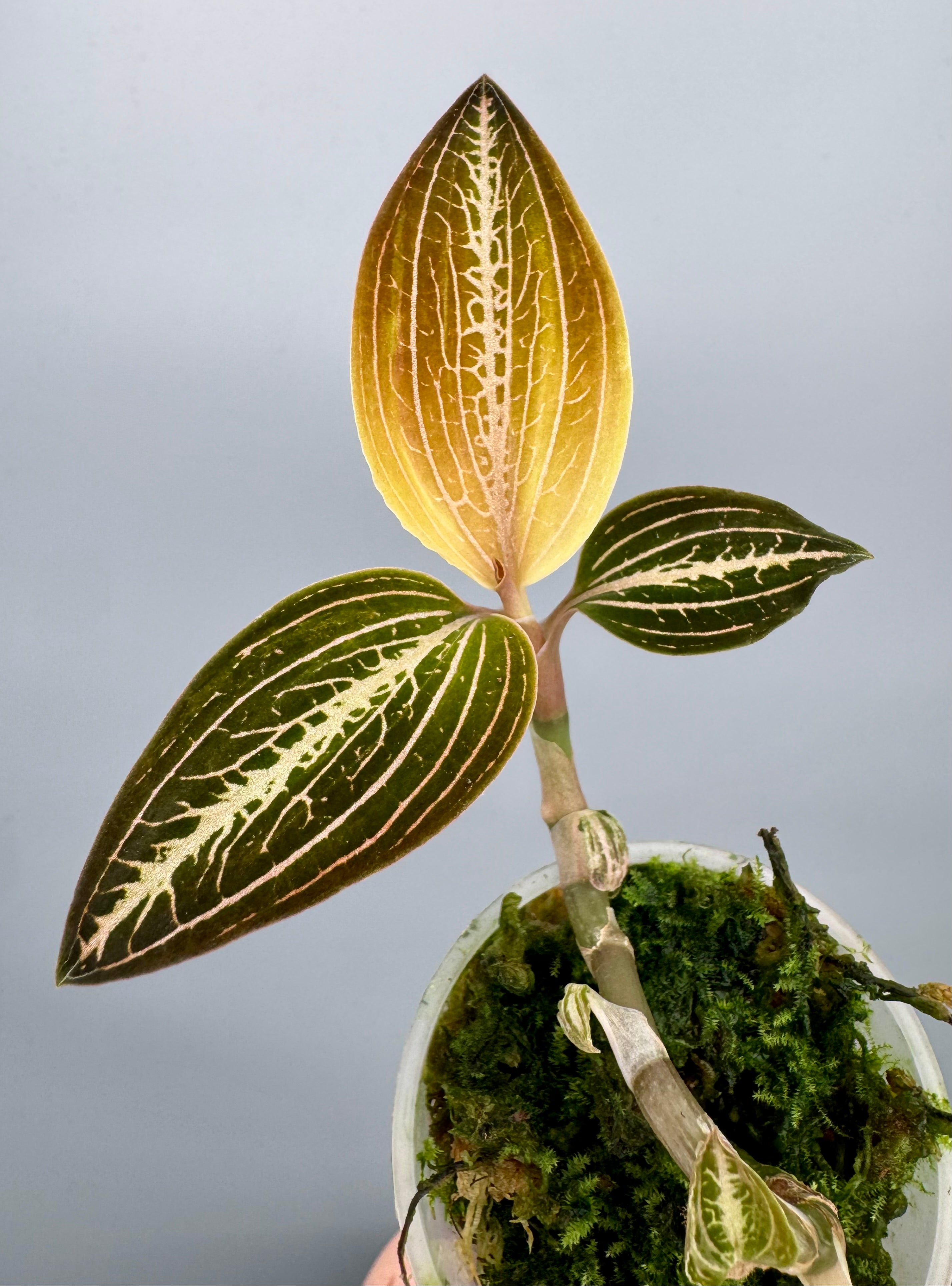 Anoectochilus reinwardtii x Ludisia discolor