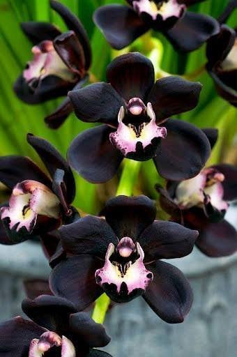 Cymbidium Kiwi Midnight "Geyserland"