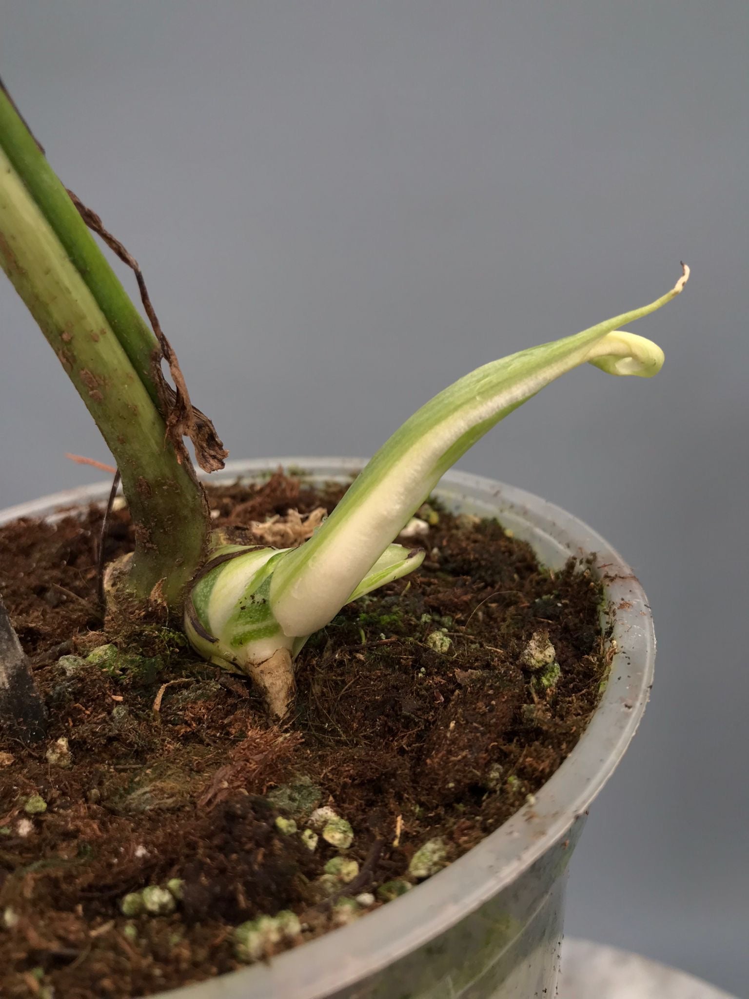 Monstera White Lava 'Lalamove' nr 1.3