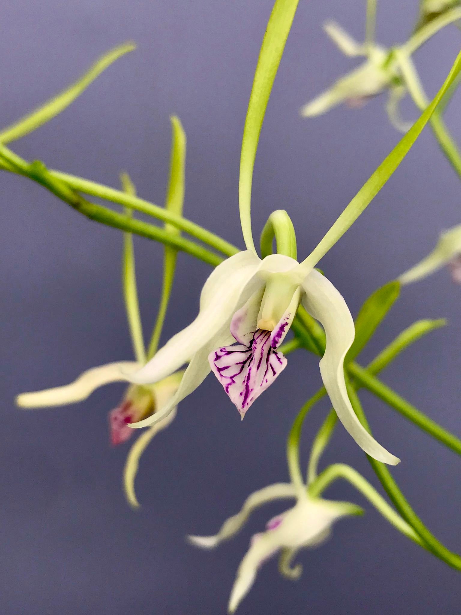 Dendrobio – Página 3