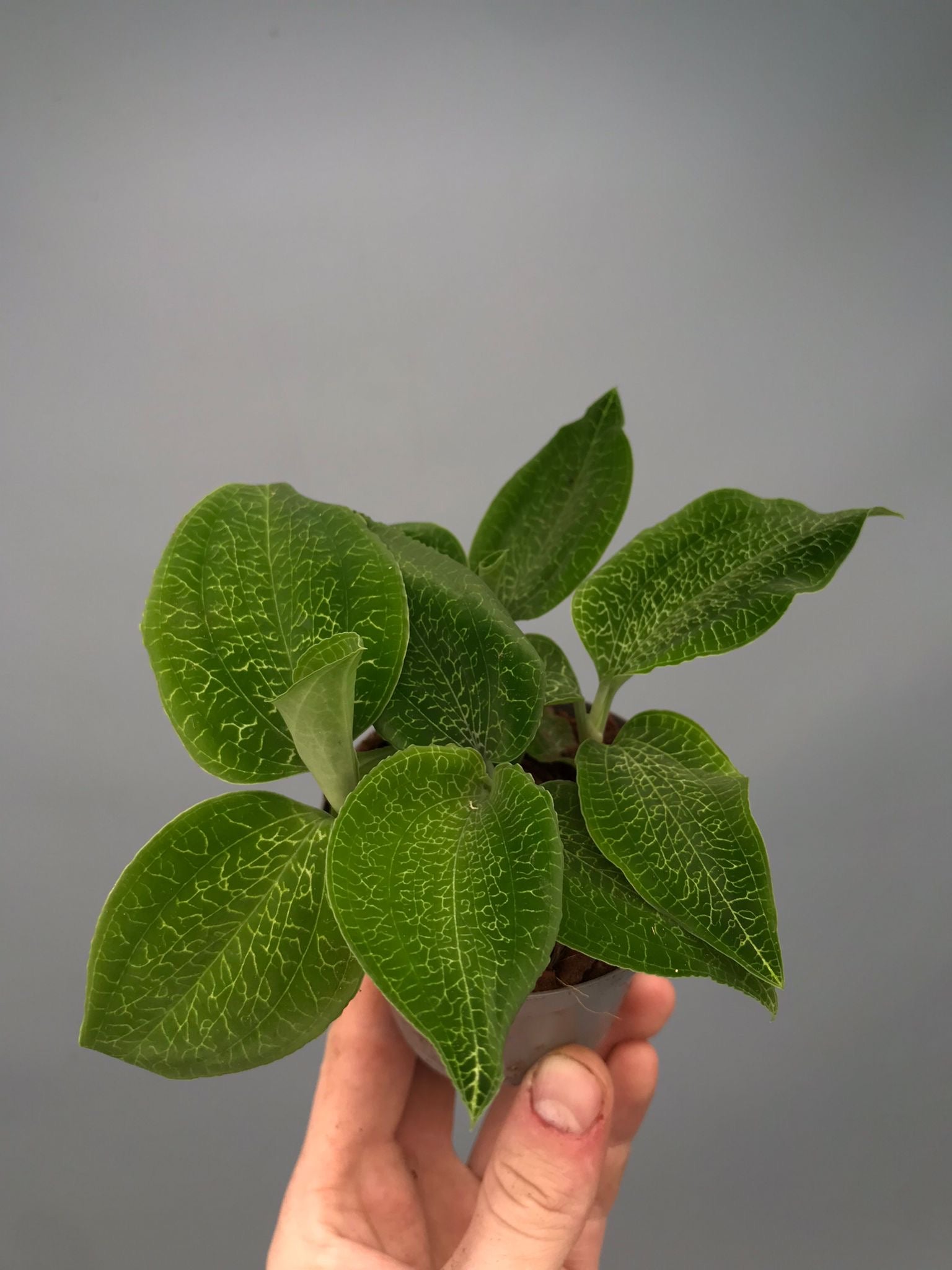 Goodyera micholitziana ‘Big Plant’ (3 plants)