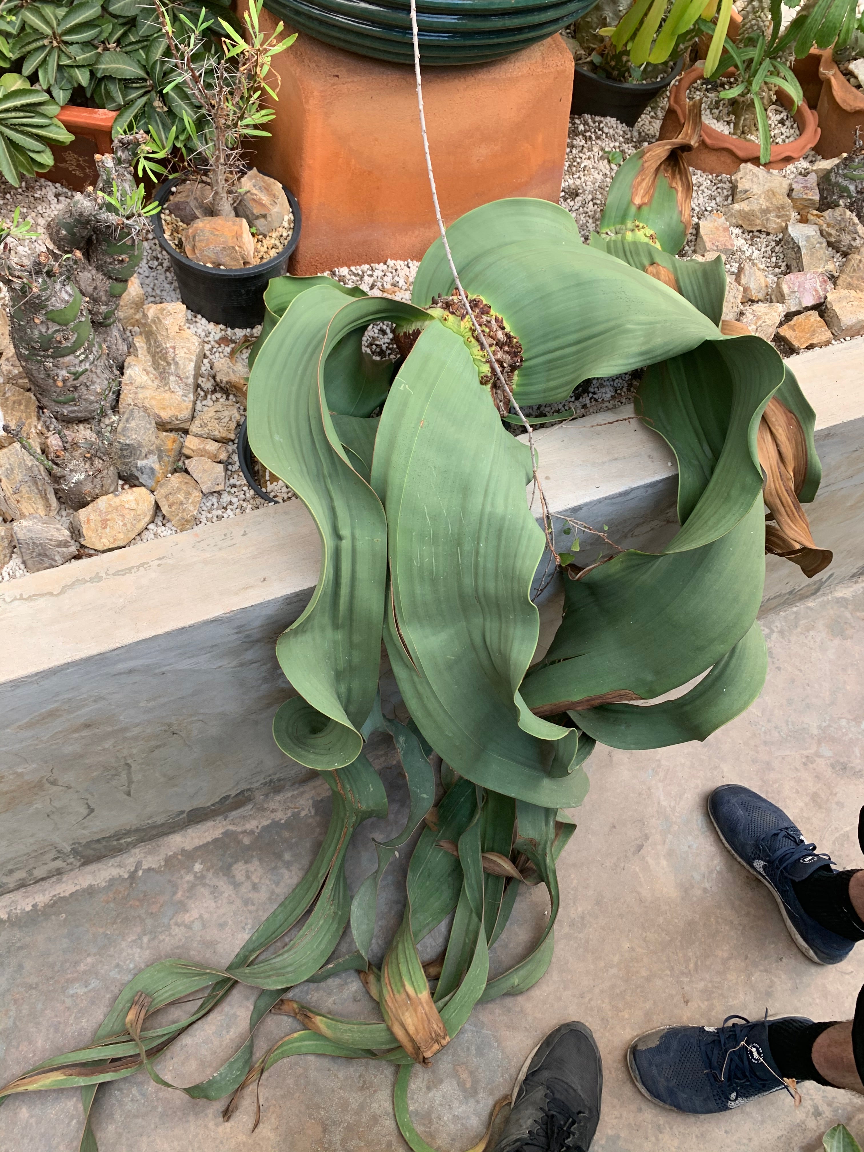 Welwitschia mirabilis