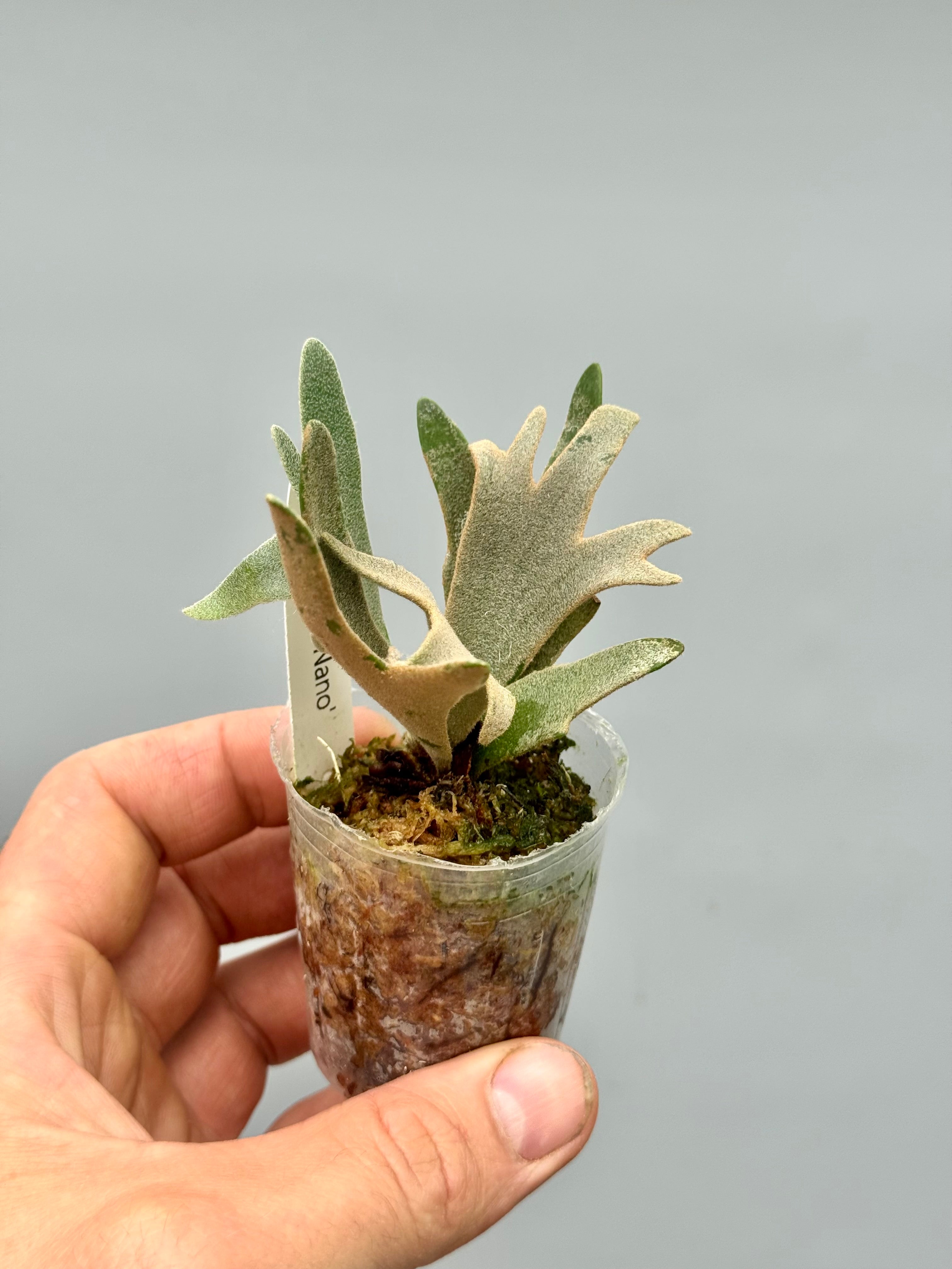 Platycerium willinckii ‘Nano’ (Big Plant)
