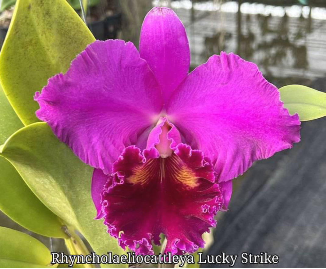 Rhyncholaeliocattleya Lucky Strike