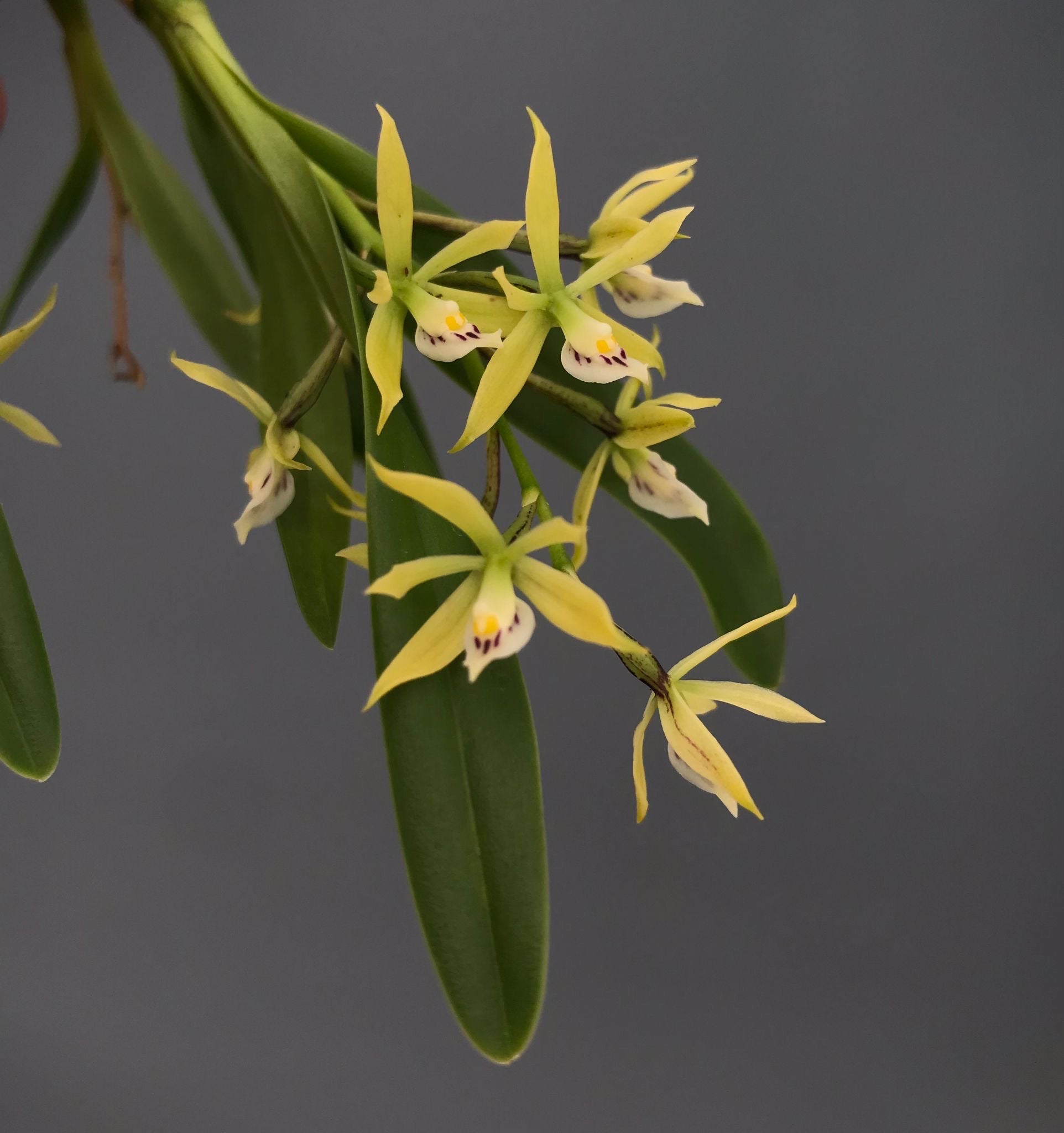 Encyclia spp