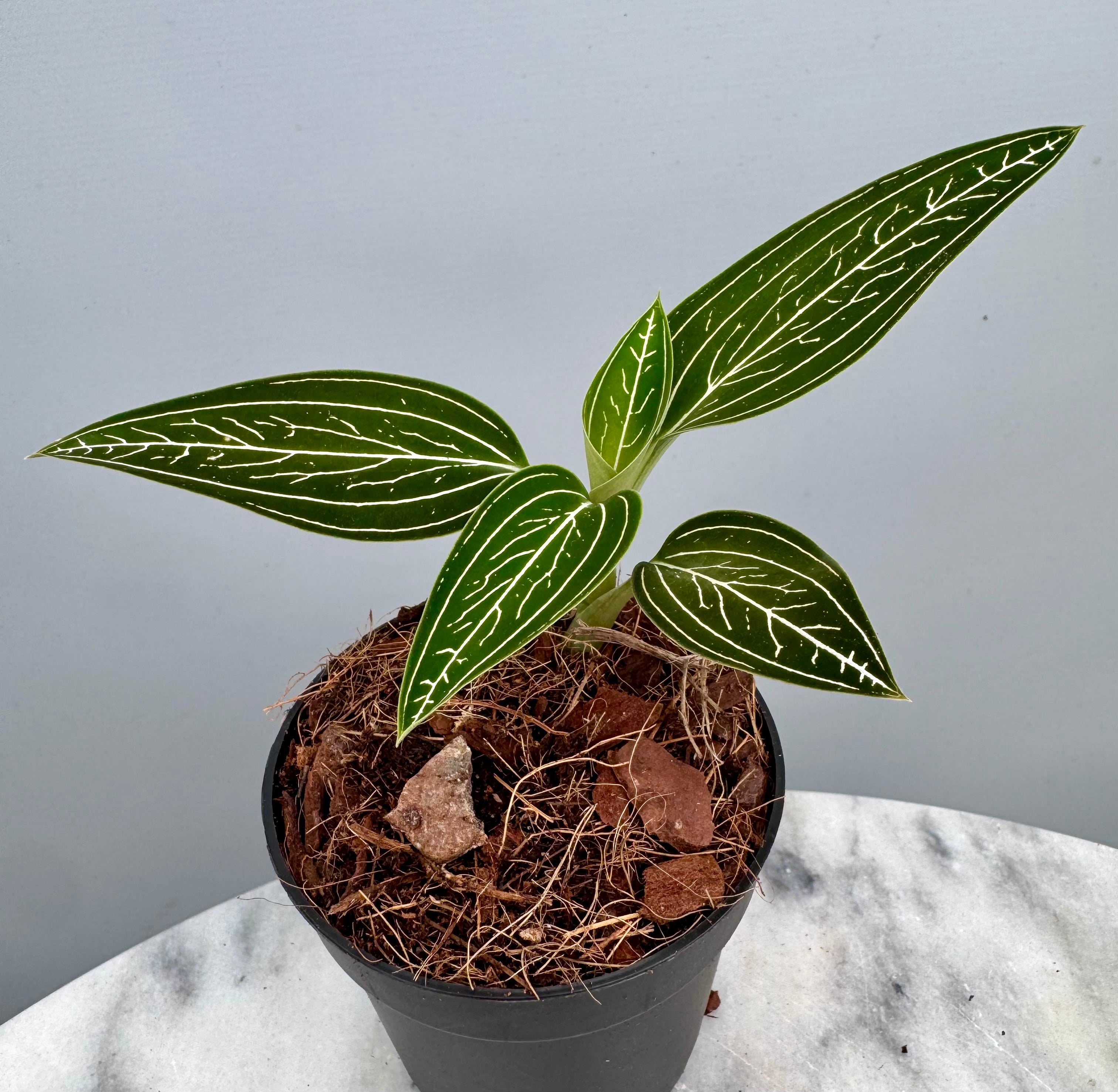 Ludisia discolor var. alba 'Platinum Vein' (MC)