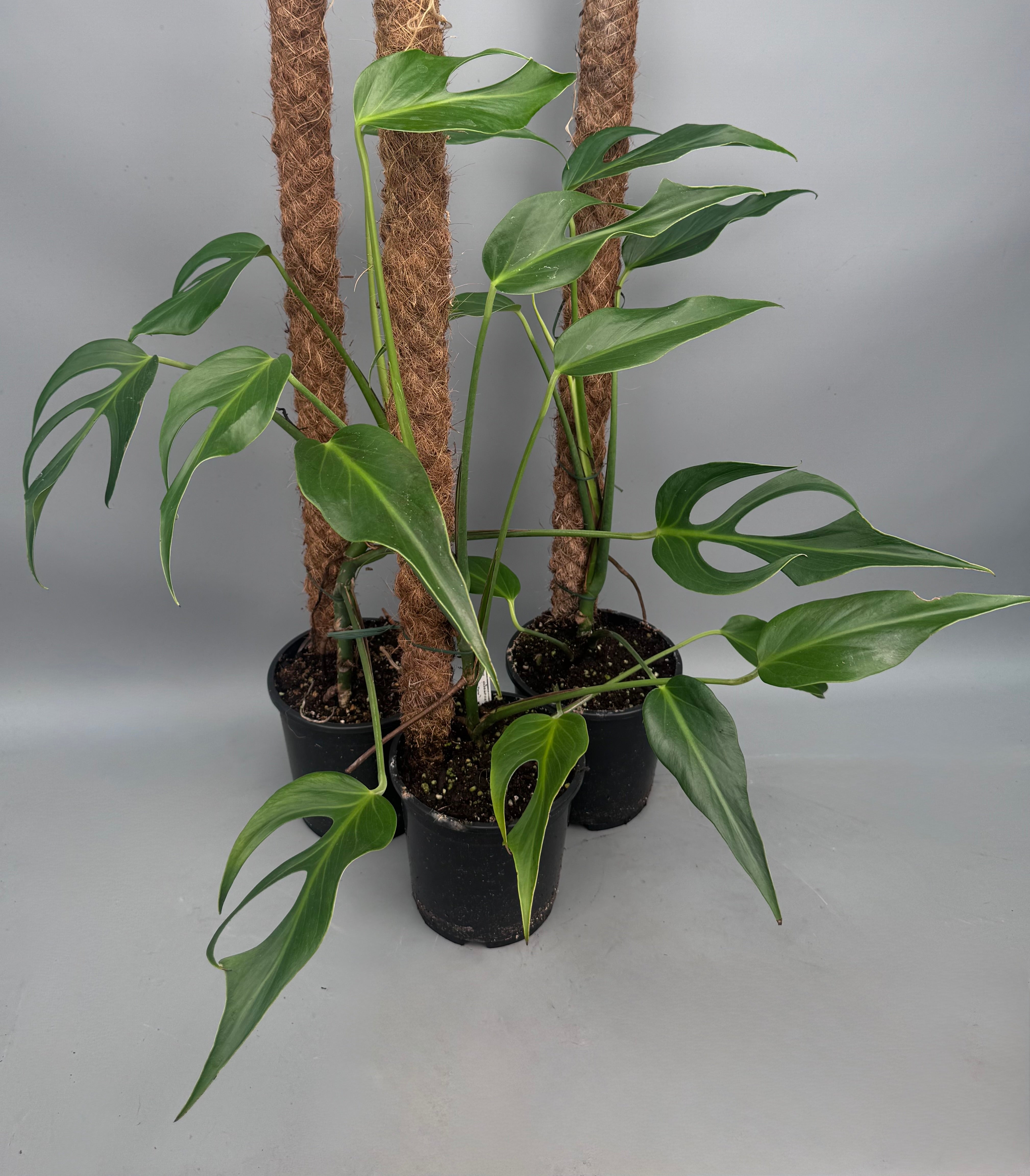 Monstera 'Burle Marx Flame' XL  (4-5 Big Leaves)